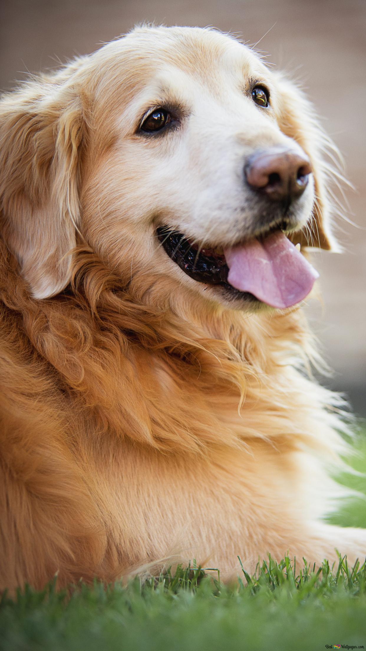 Adult golden retriever lying on grass during day HD wallpaper download