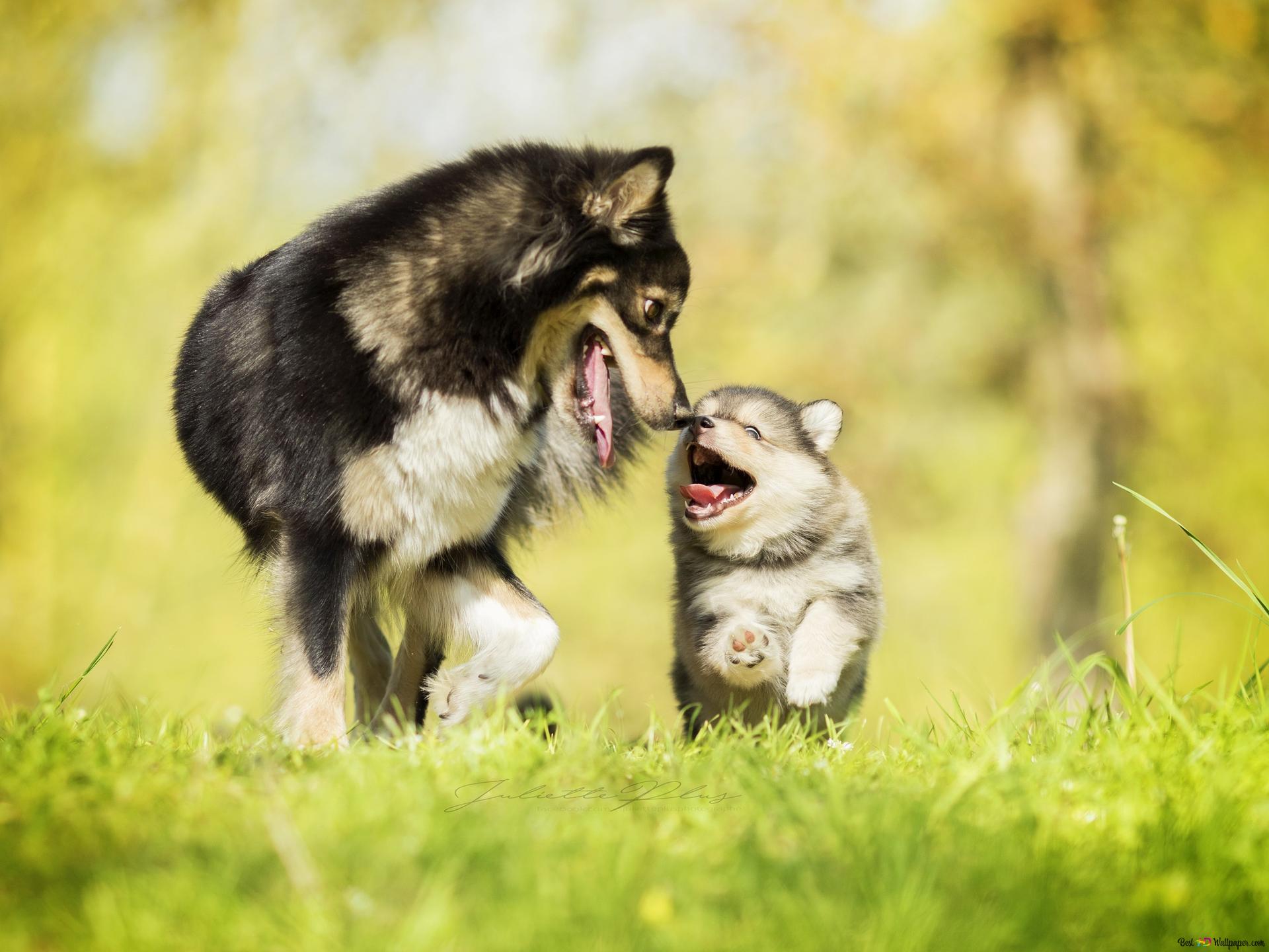 Pup and mom quality fun time 2K wallpaper download