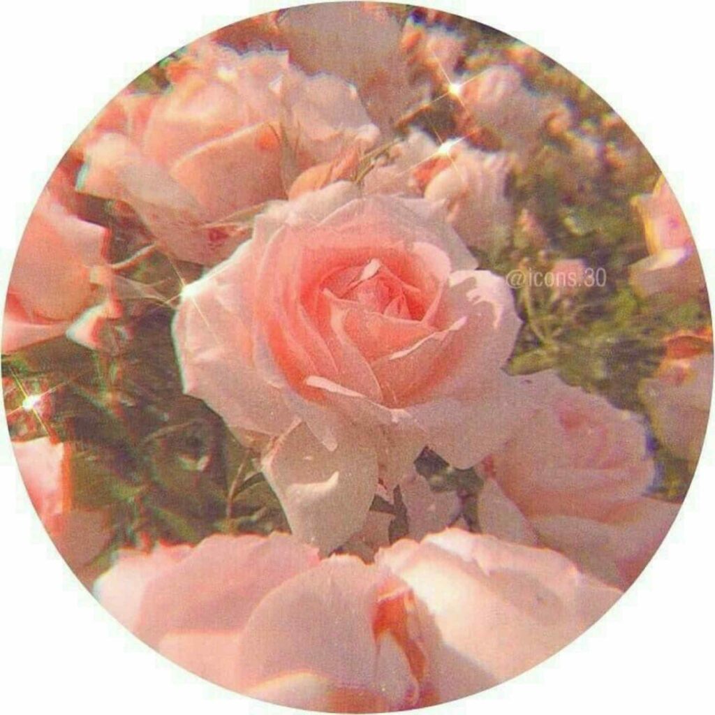 Profile Icon Flower Wallpapers Wallpaper Cave