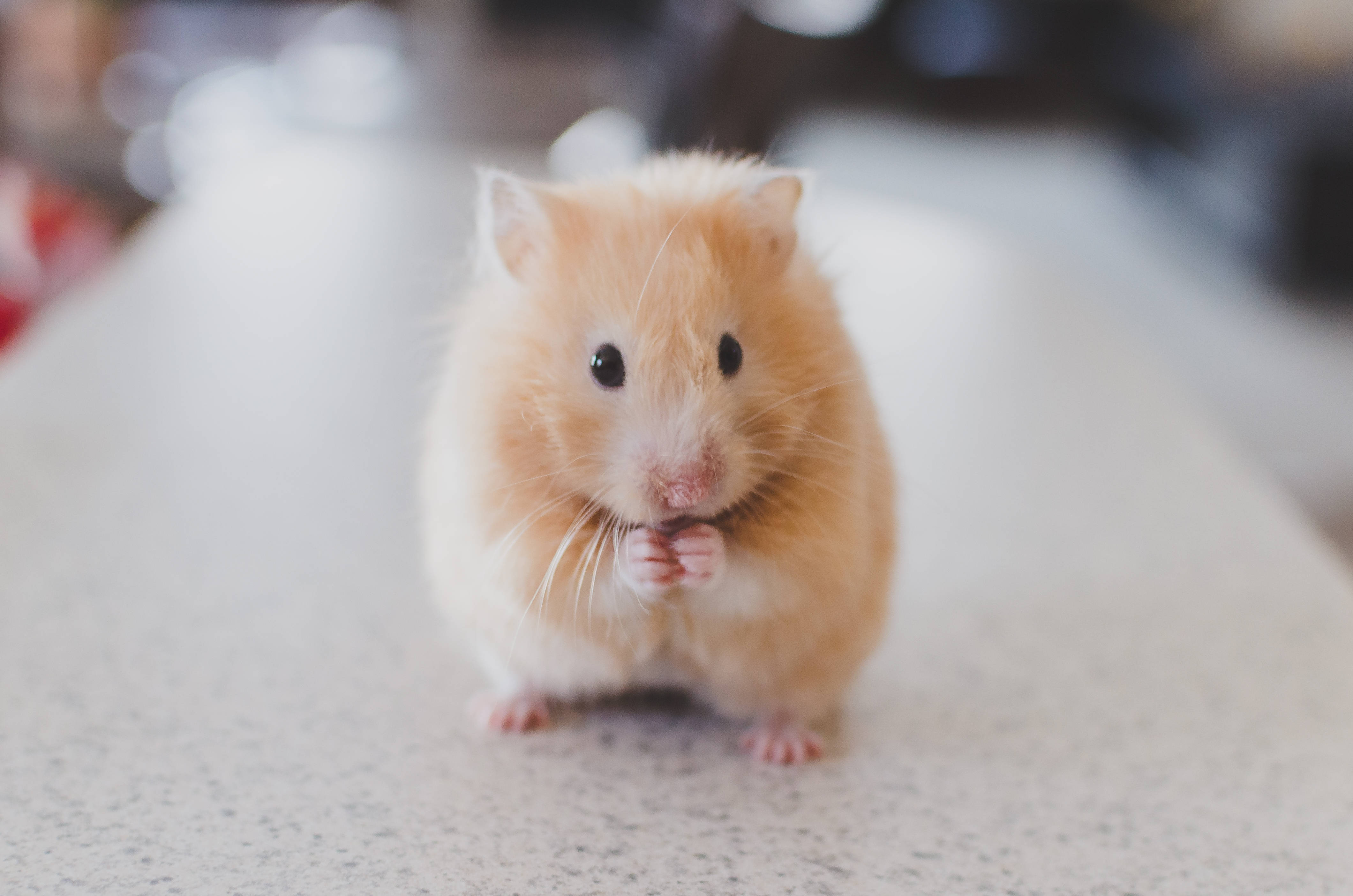 Download Cute Animal Hamster Wallpaper
