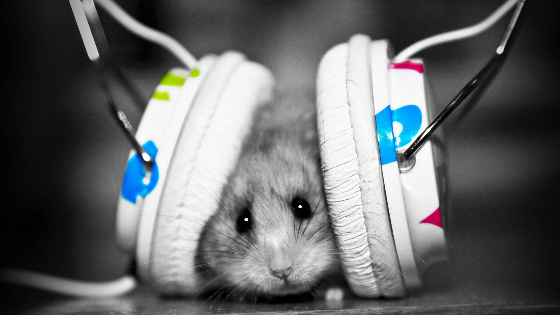 Download Grey Hamster With Headset 1080p HD Desktop Wallpaper