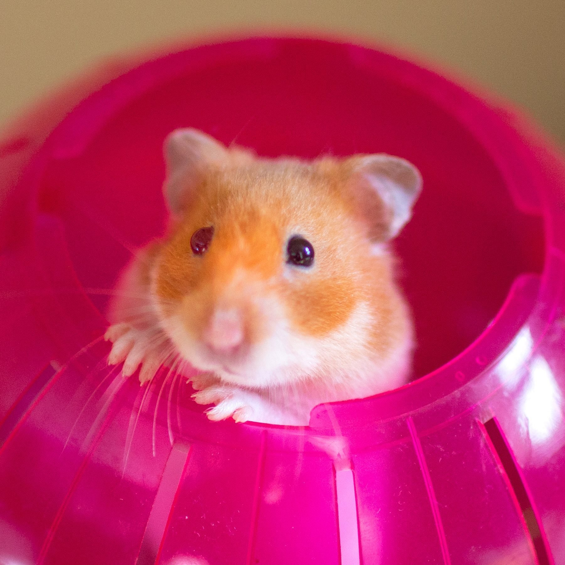 Cute Hamster Picture You Need to See. Funny Hamster Photo