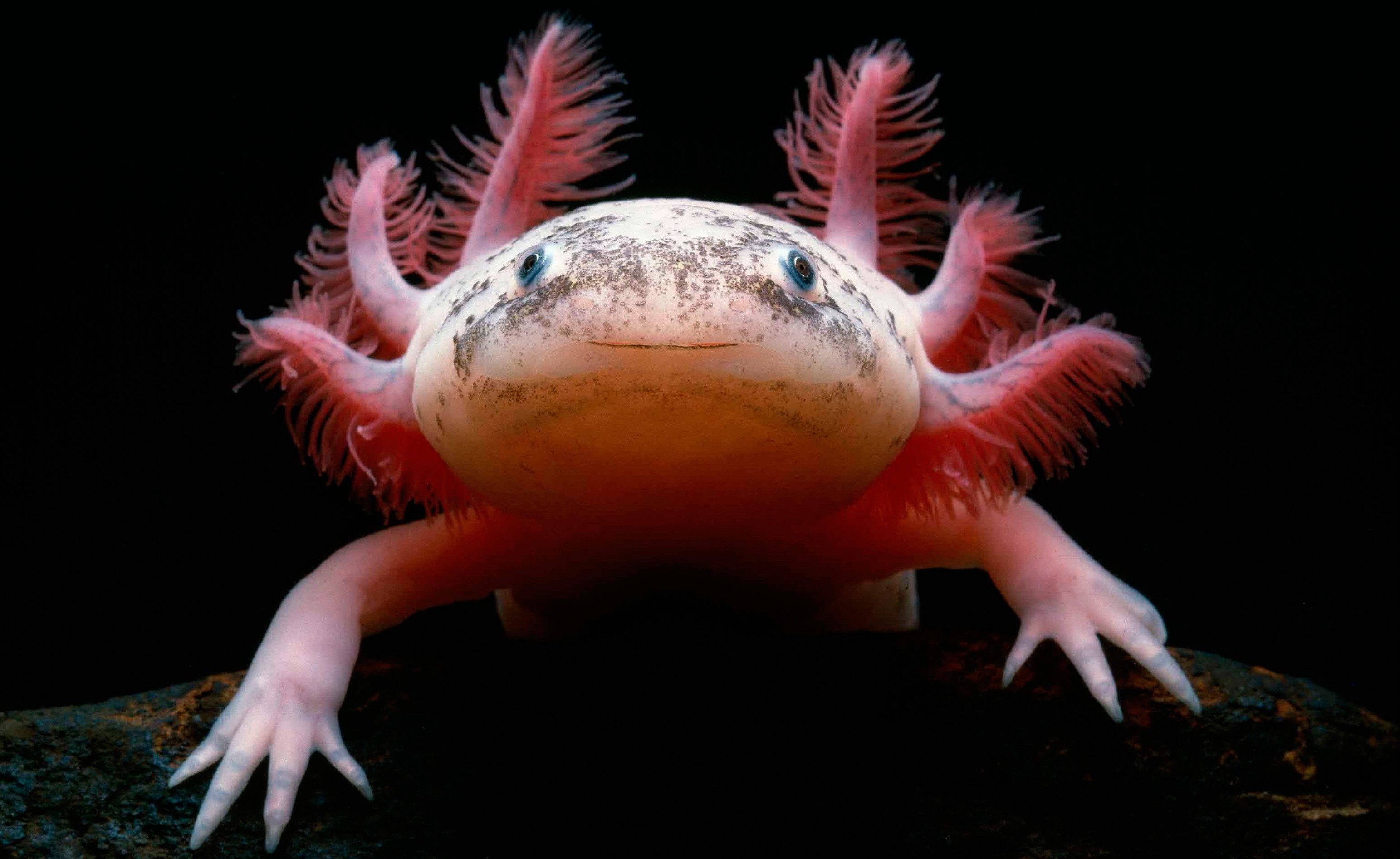 Full HD axolotl wallpaper