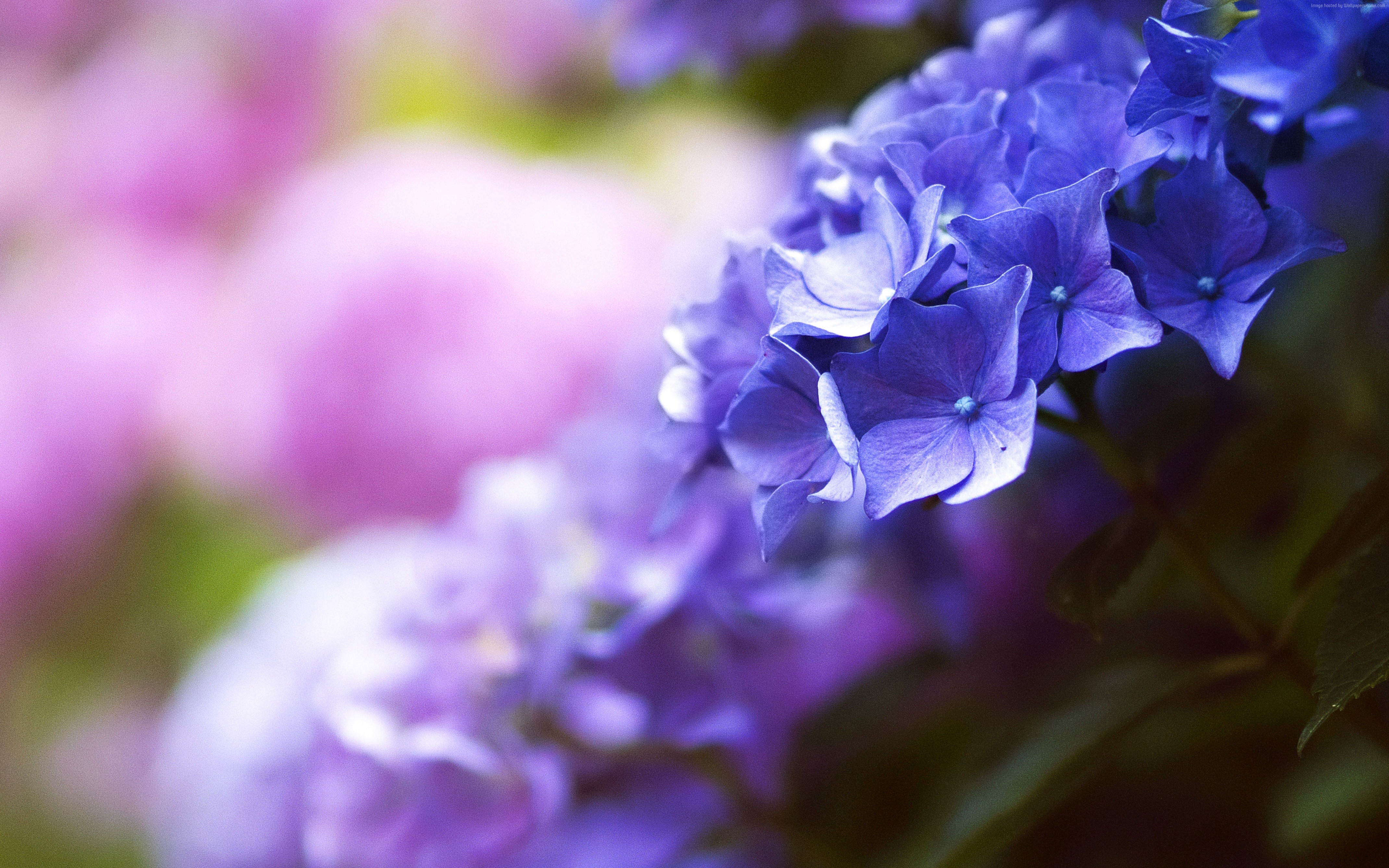 4k, spring, macro, Beautiful flowers, 5k, blue Gallery HD Wallpaper