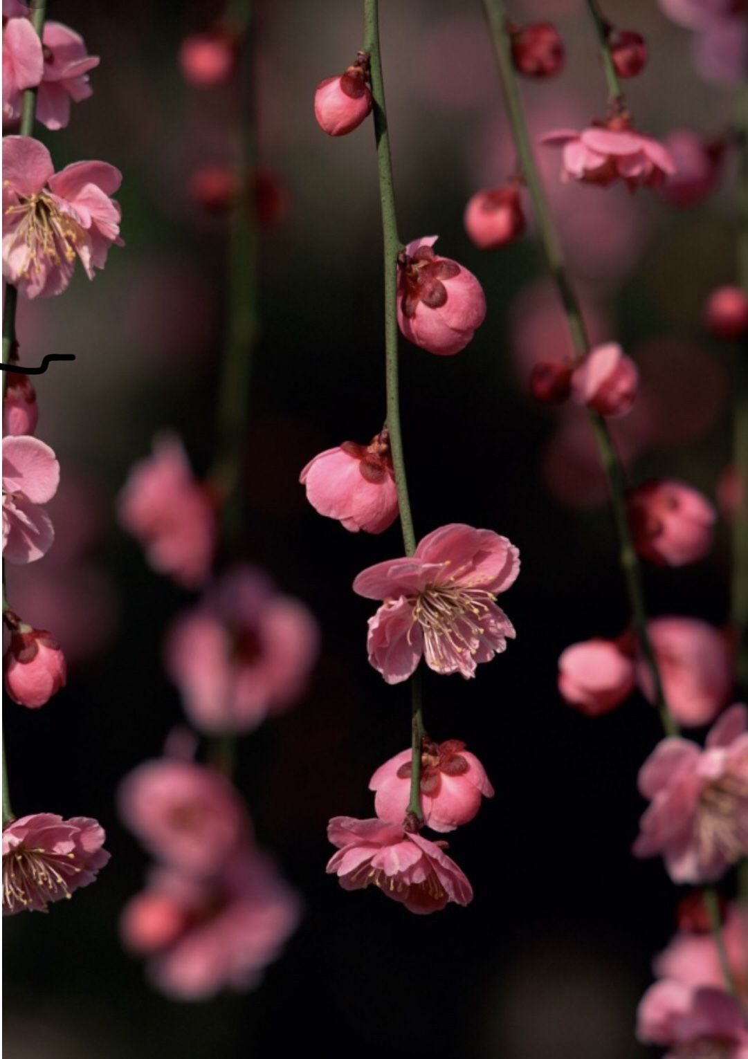 Every day is a new day to start again!. Pink flowers wallpaper, Flower iphone wallpaper, Spring wallpaper