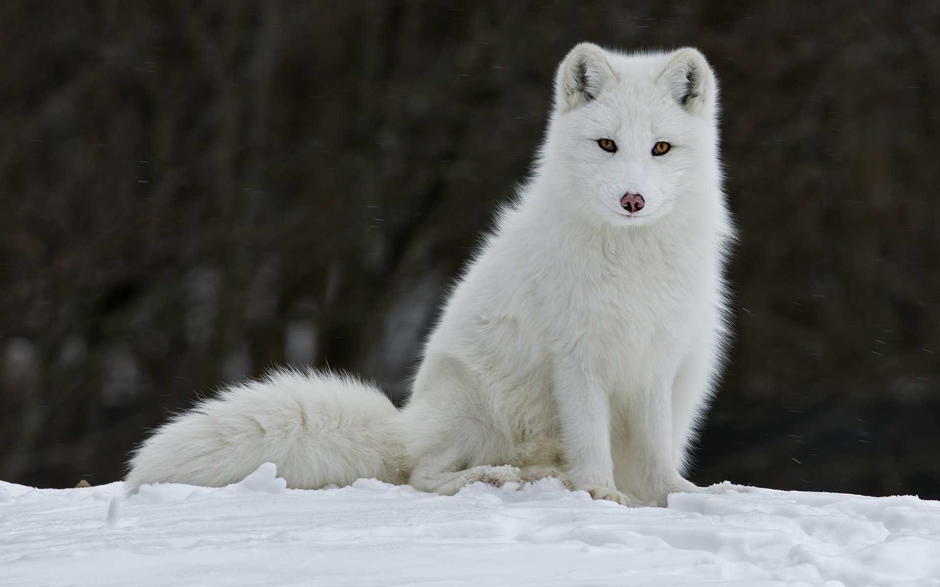 Arctic Fox HD Wallpaper and Background