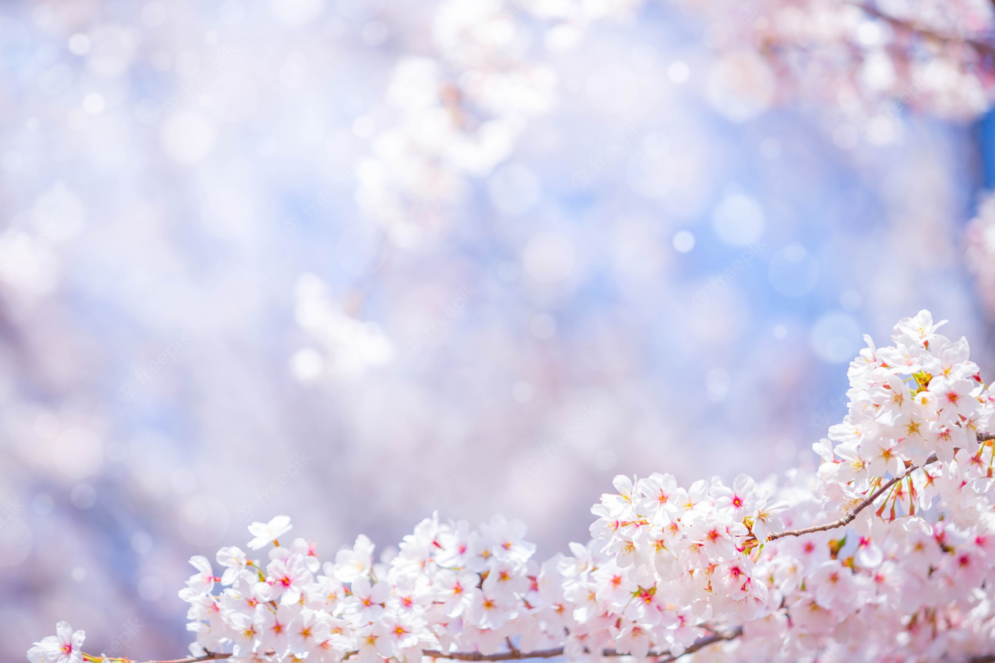 Spring Background Image