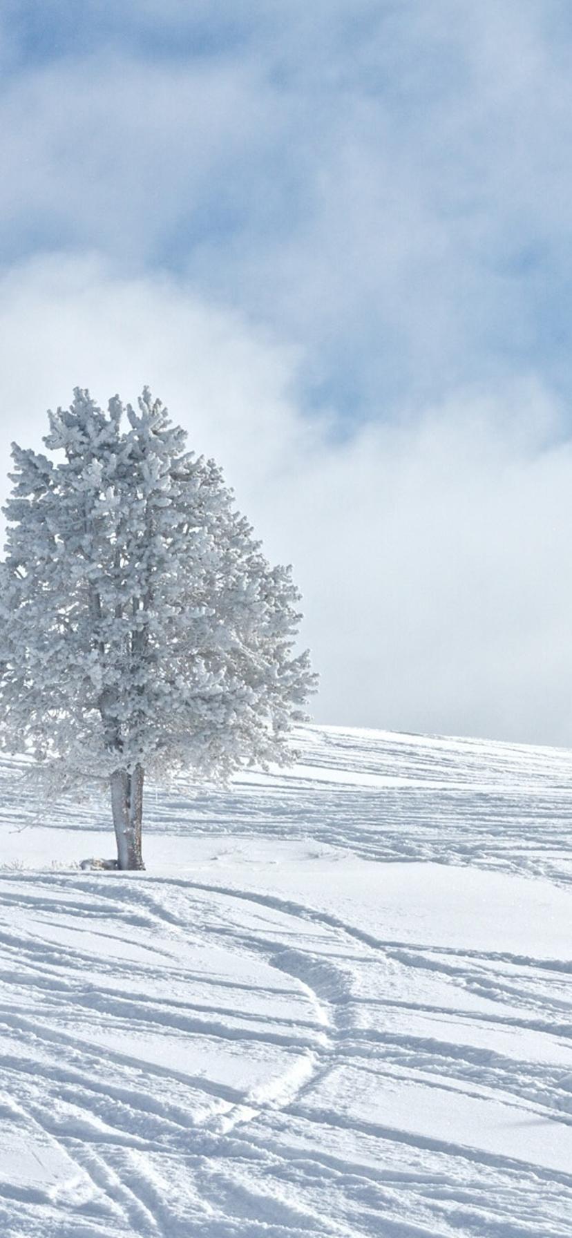 One white tree in the middle of the snow