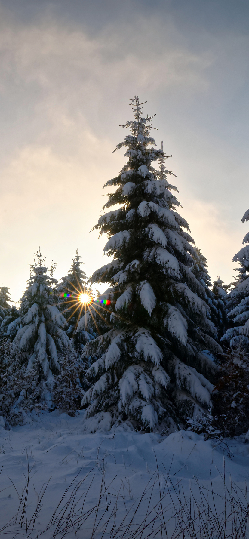 Download Snow, Winter, Sun, Glare, Forest Wallpaper in 828x1792 Resolution