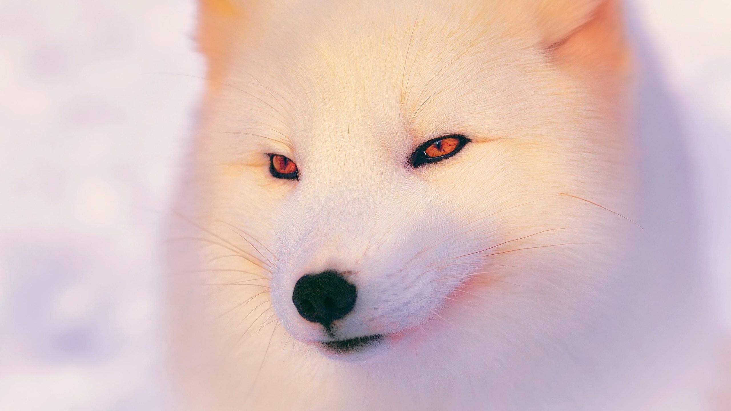4K Arctic Fox Wallpaper