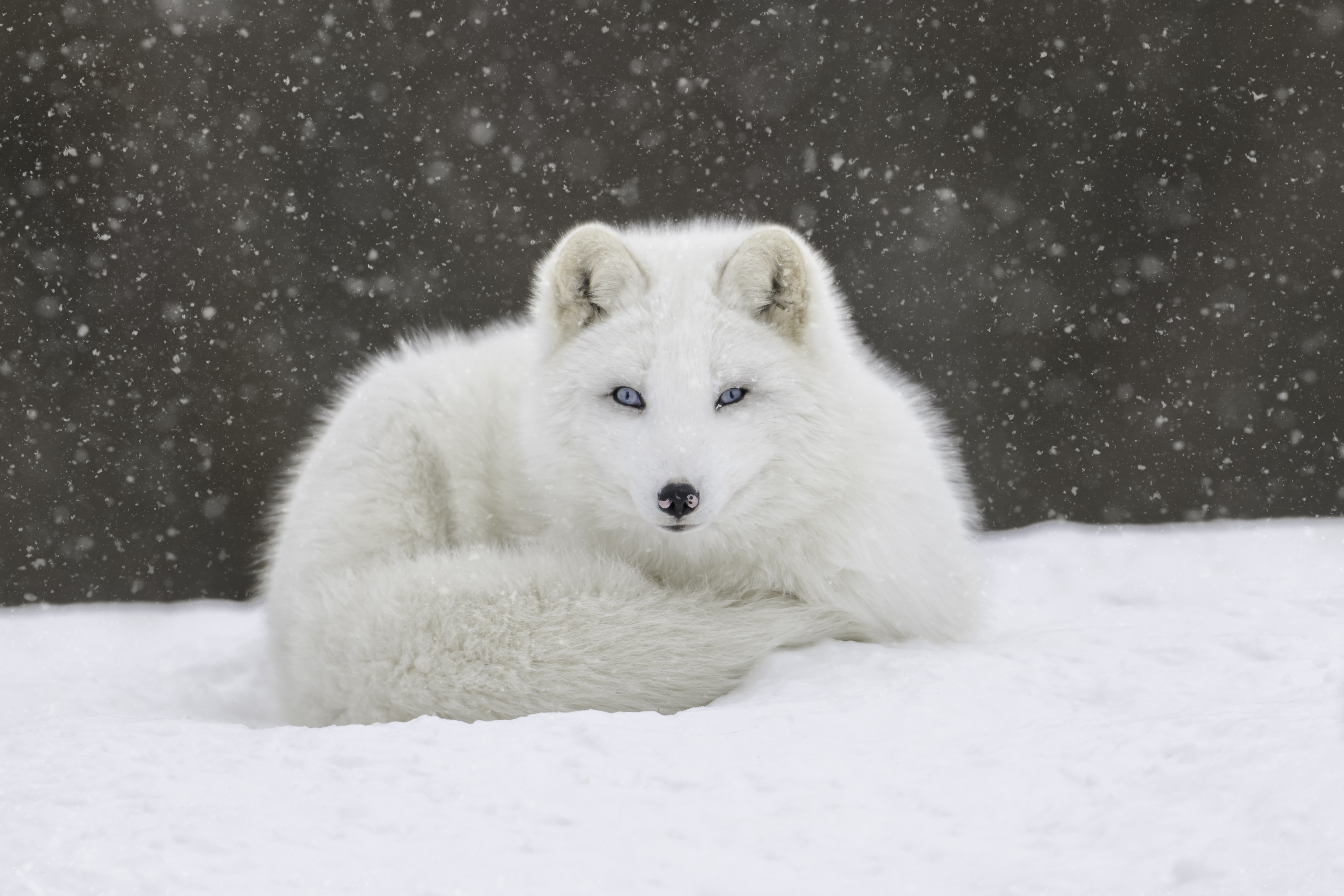 Arctic Fox 4k Ultra HD Wallpaper