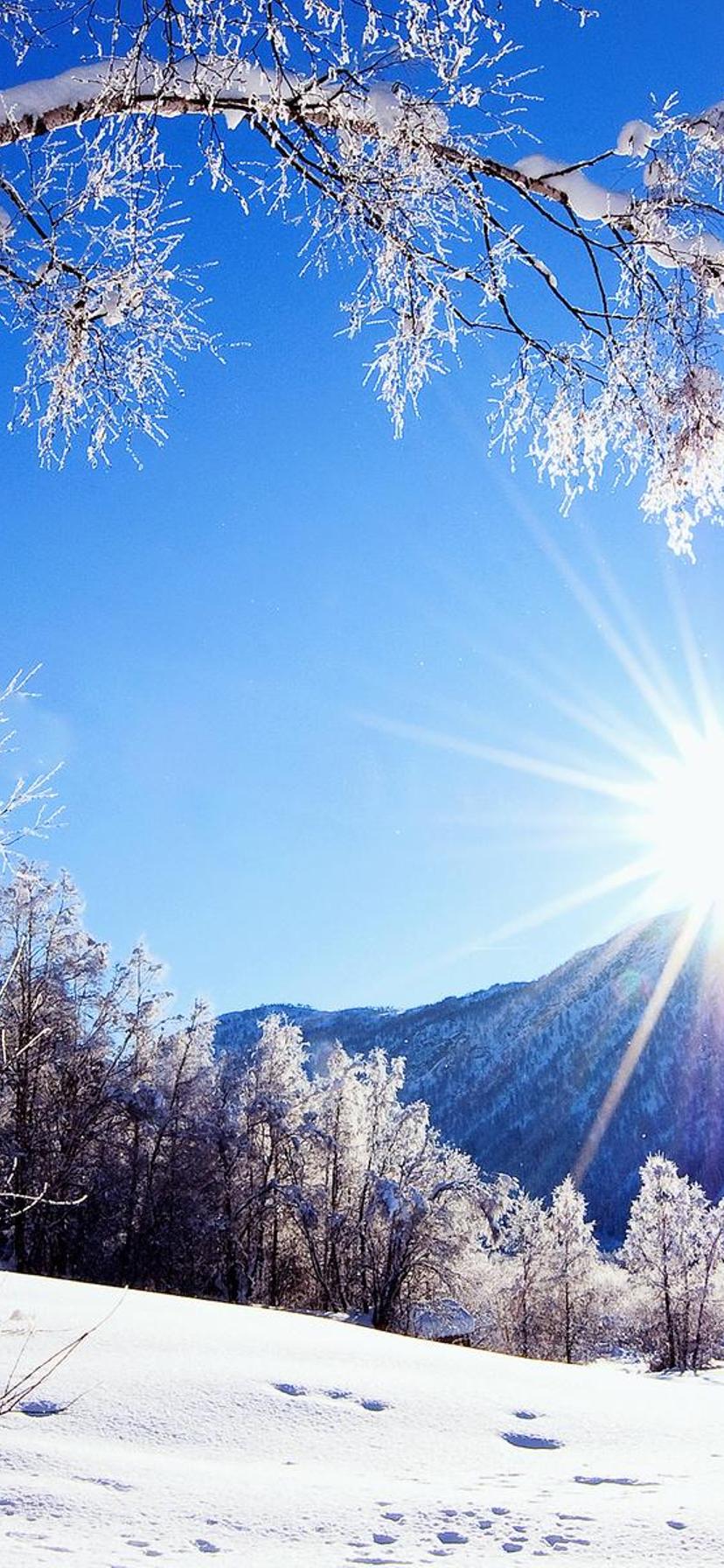 The trees like the winter sun cold wallpaper