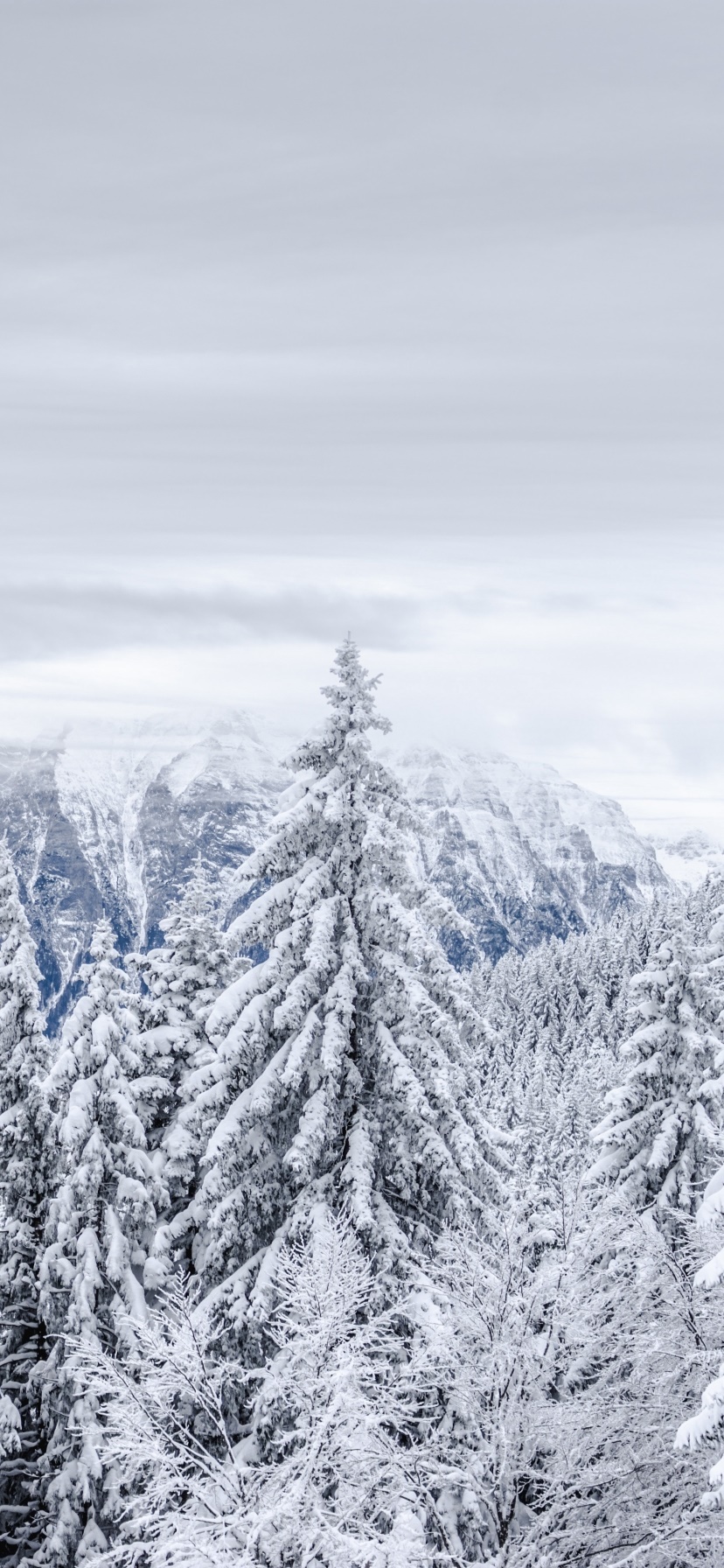 Wallpaper / Earth Winter Phone Wallpaper, Spruce, Mountain, Snow, Forest, 828x1792 free download
