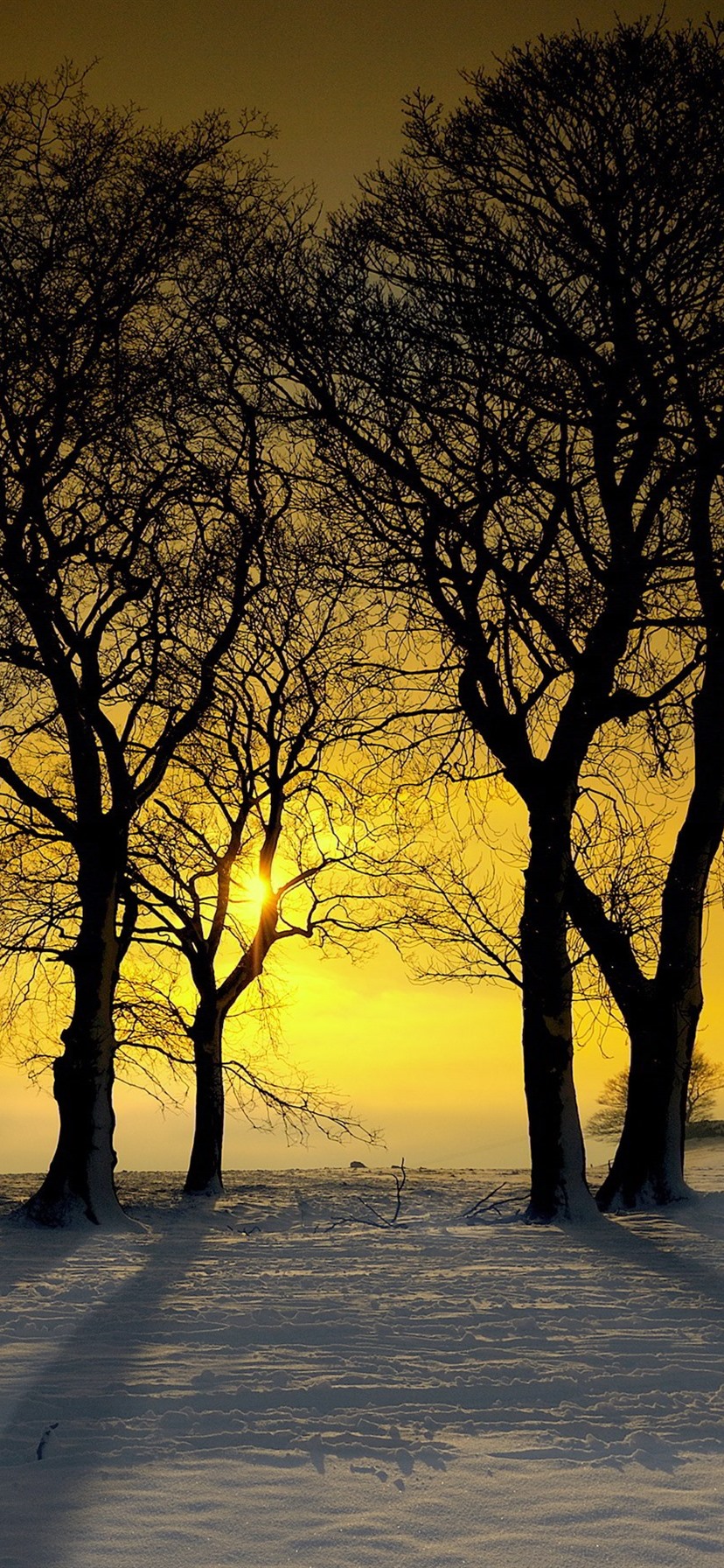 Winter, Snow, Trees, Sunset, Silhouette 828x1792 IPhone 11 XR Wallpaper, Background, Picture, Image