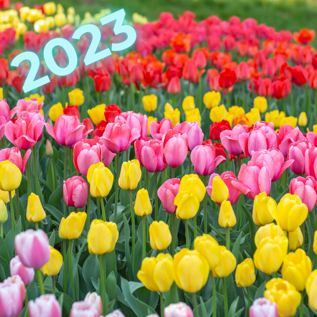 The Pella Tulip Festival Bus Tour from Omaha, NE