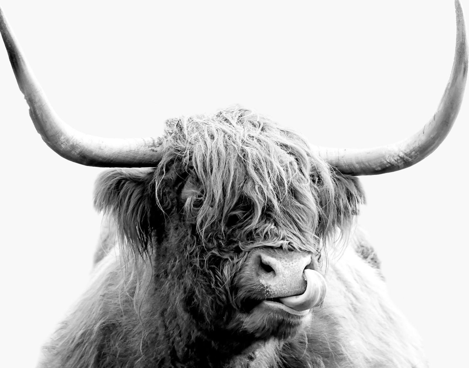 Funny Highland Cattle Wallpapers - Wallpaper Cave