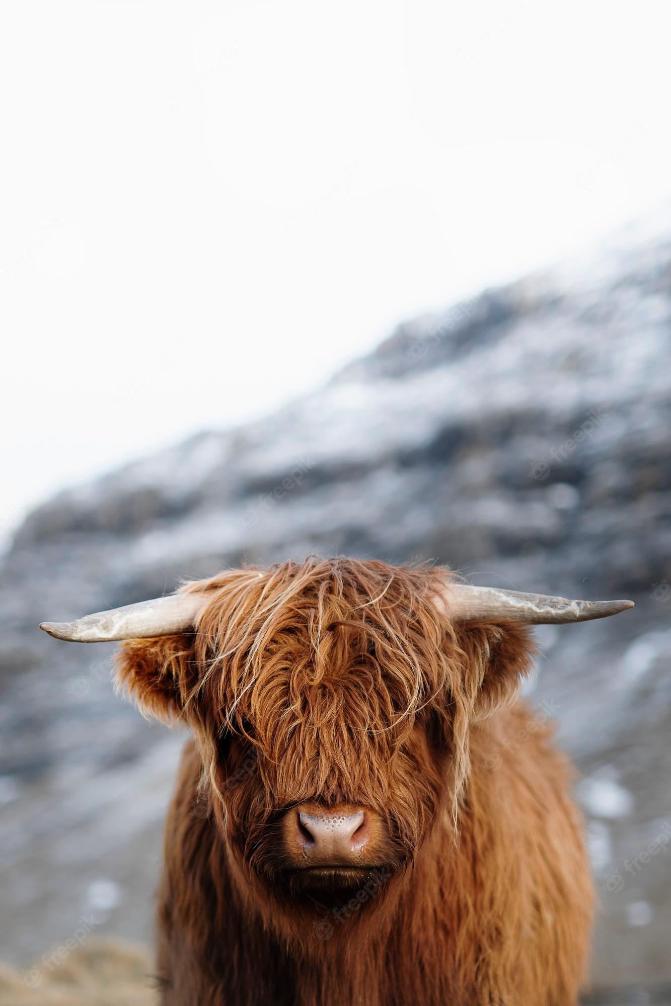 Highland Cattle Image