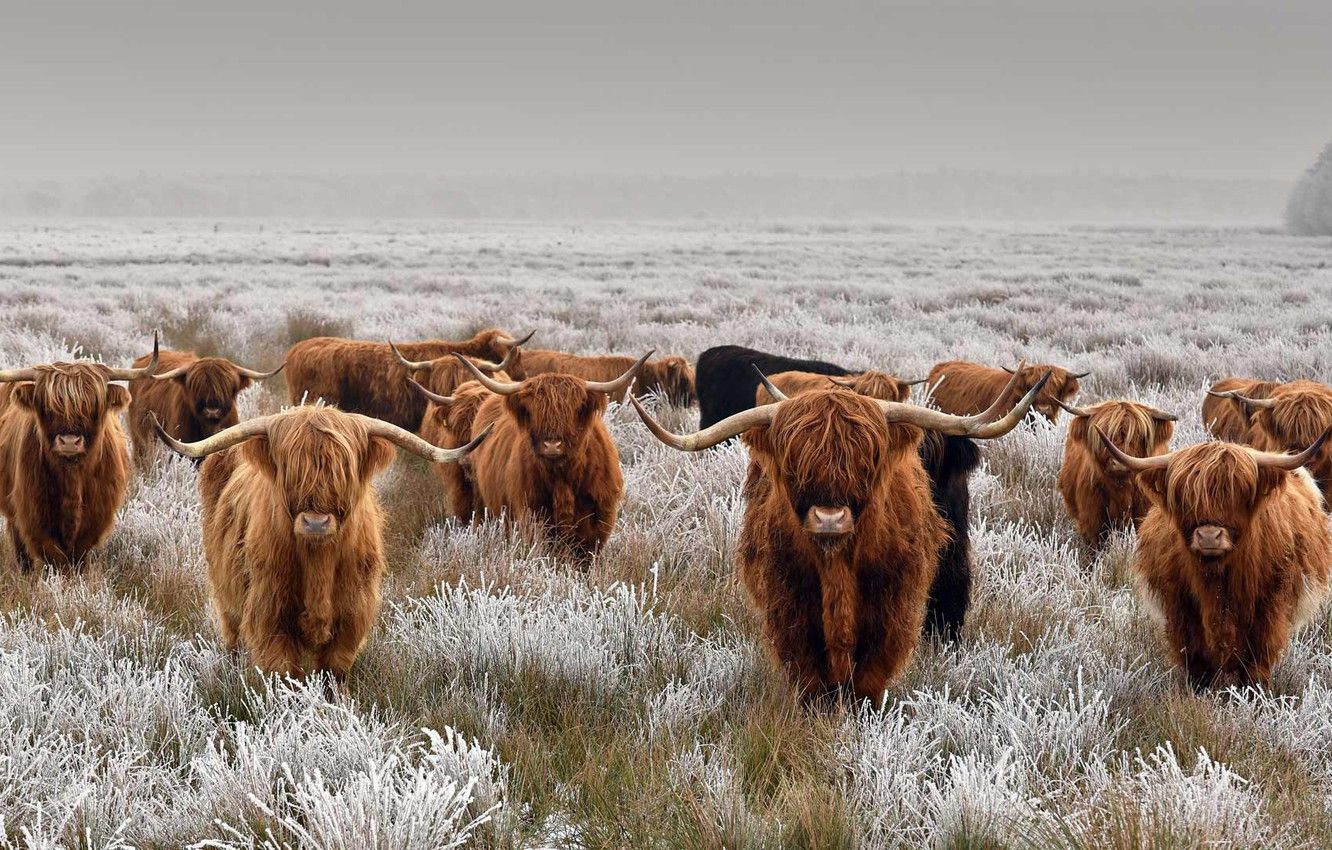 highland cow wallpaper cow, Highland cattle, Cow wallpaper