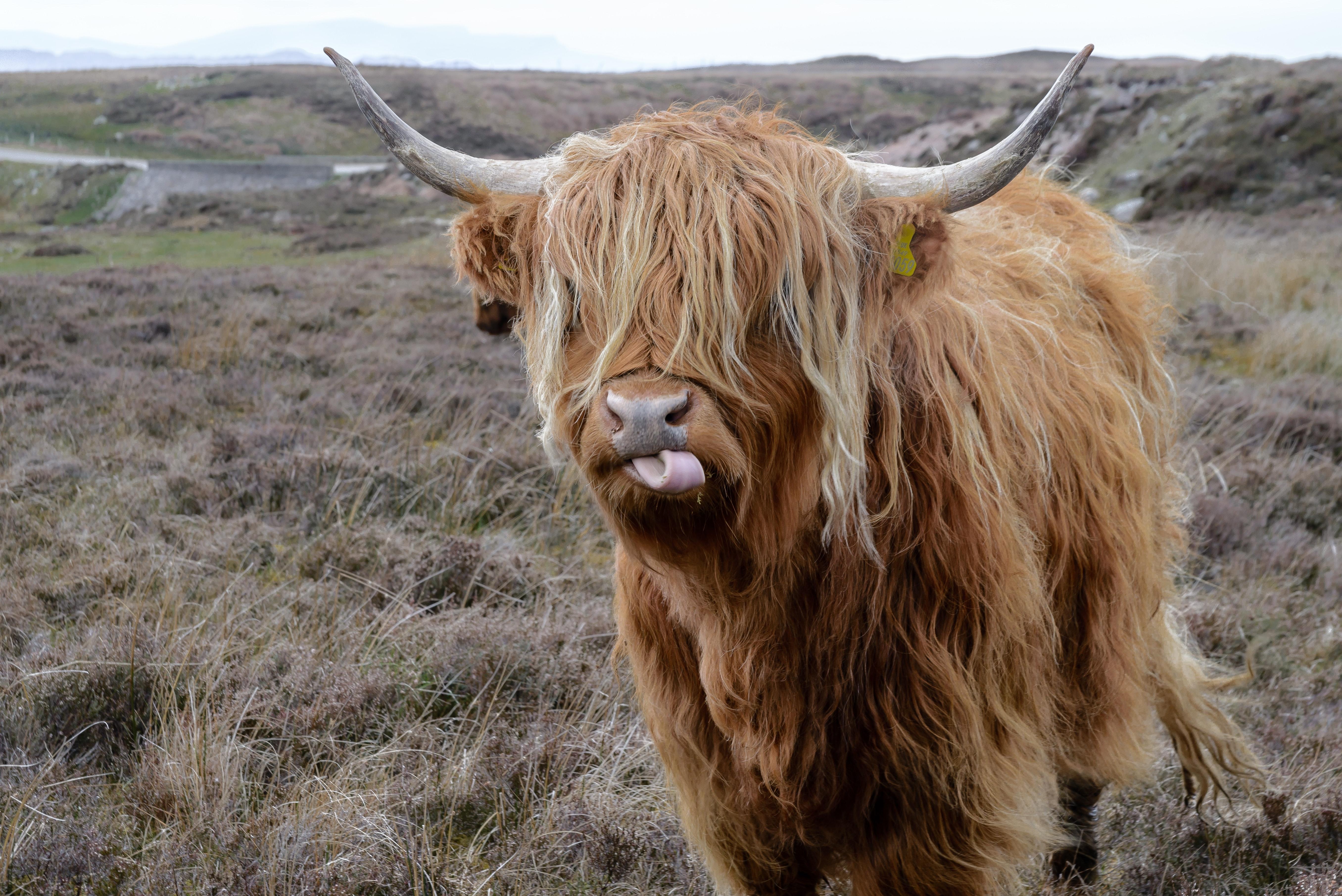 Highland Cow, phone, desktop wallpaper, picture, photo