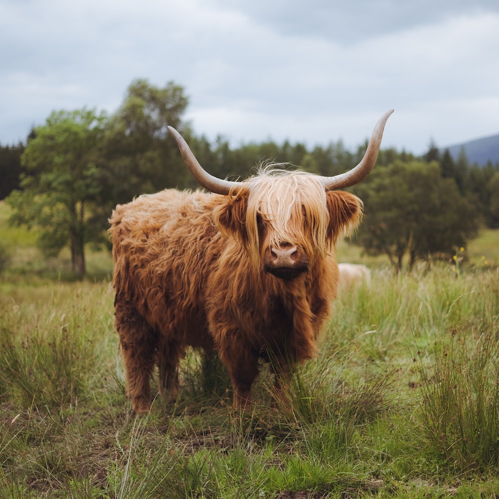 Highland Cattle Picture. Download Free Image
