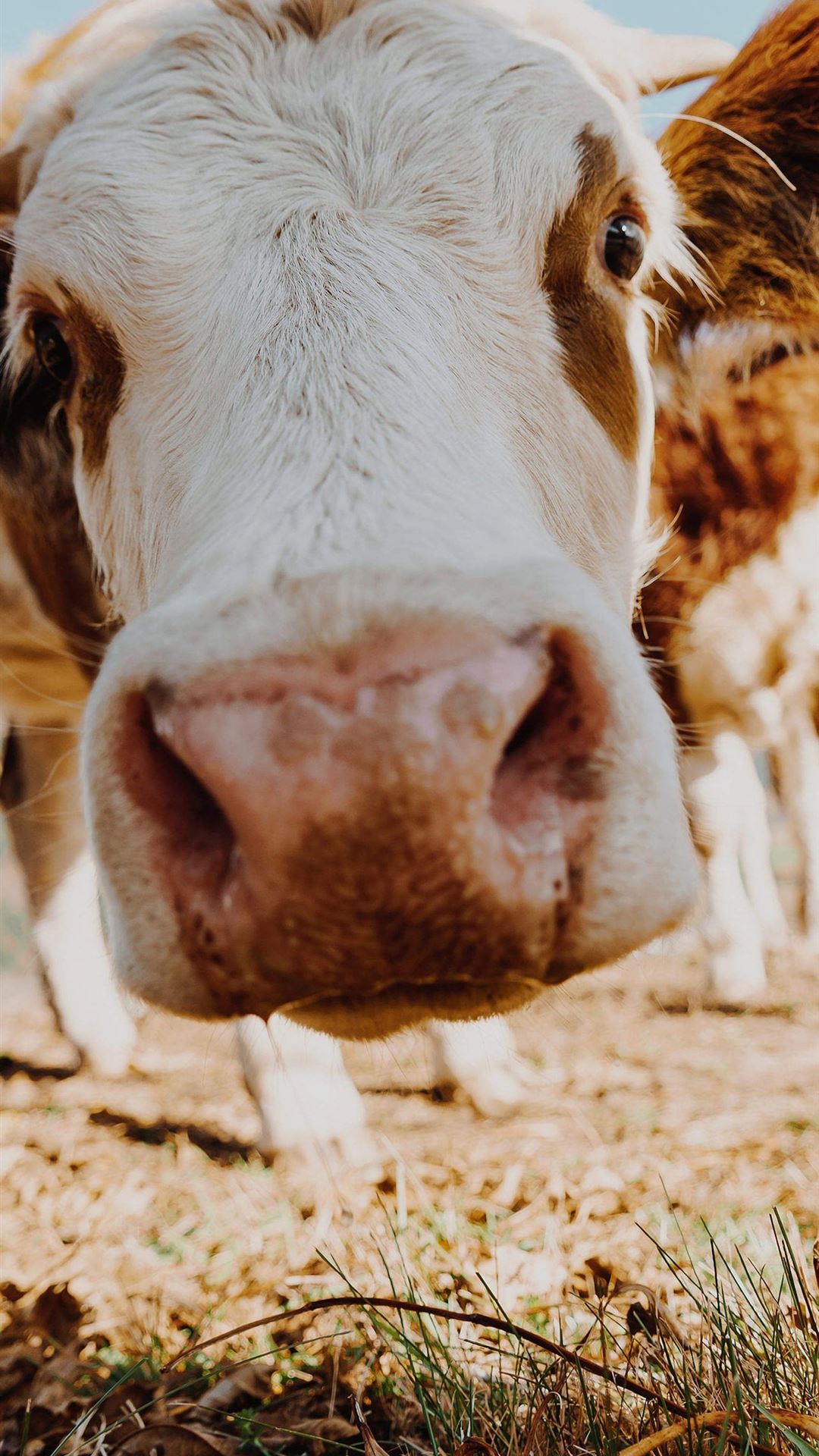 highland cow iPhone Wallpaper Free Download