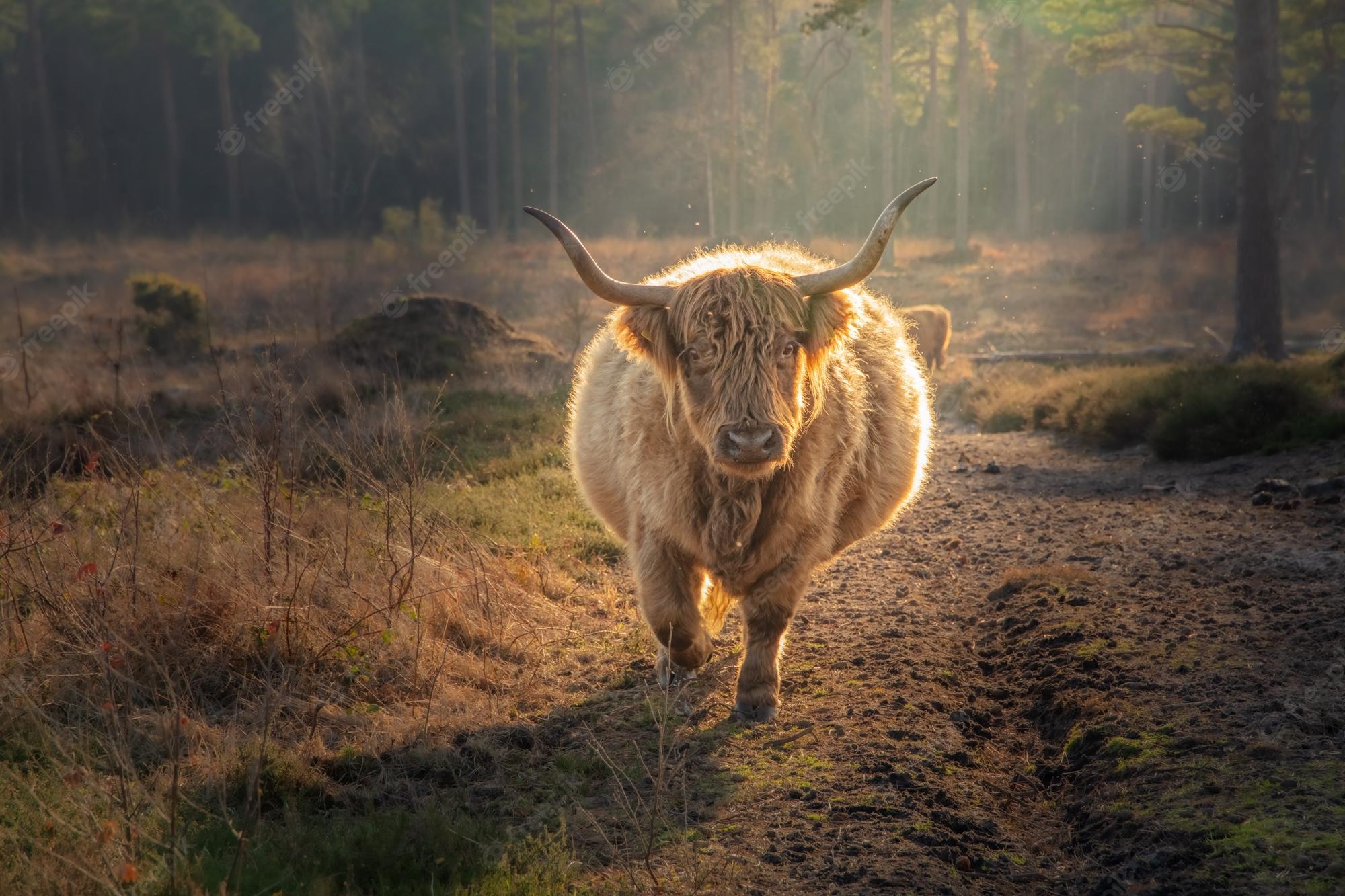 Highland Cow Image