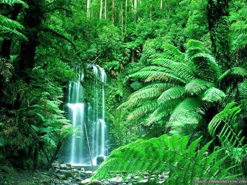 Summer Season. Rainforest picture, Jungle image, Jungle forest