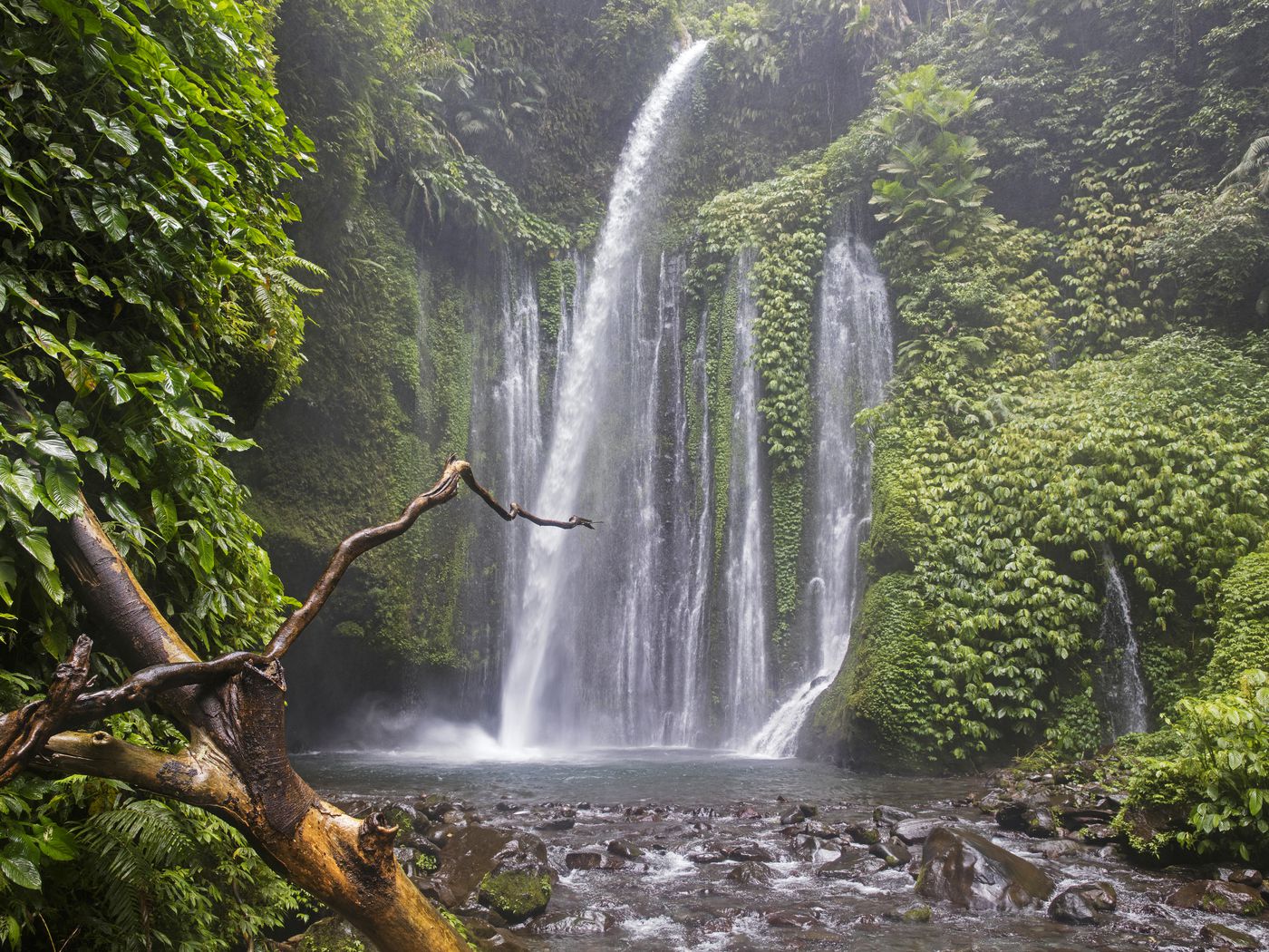 Save the Rainforest: How conservationism and environmentalism went mainstream