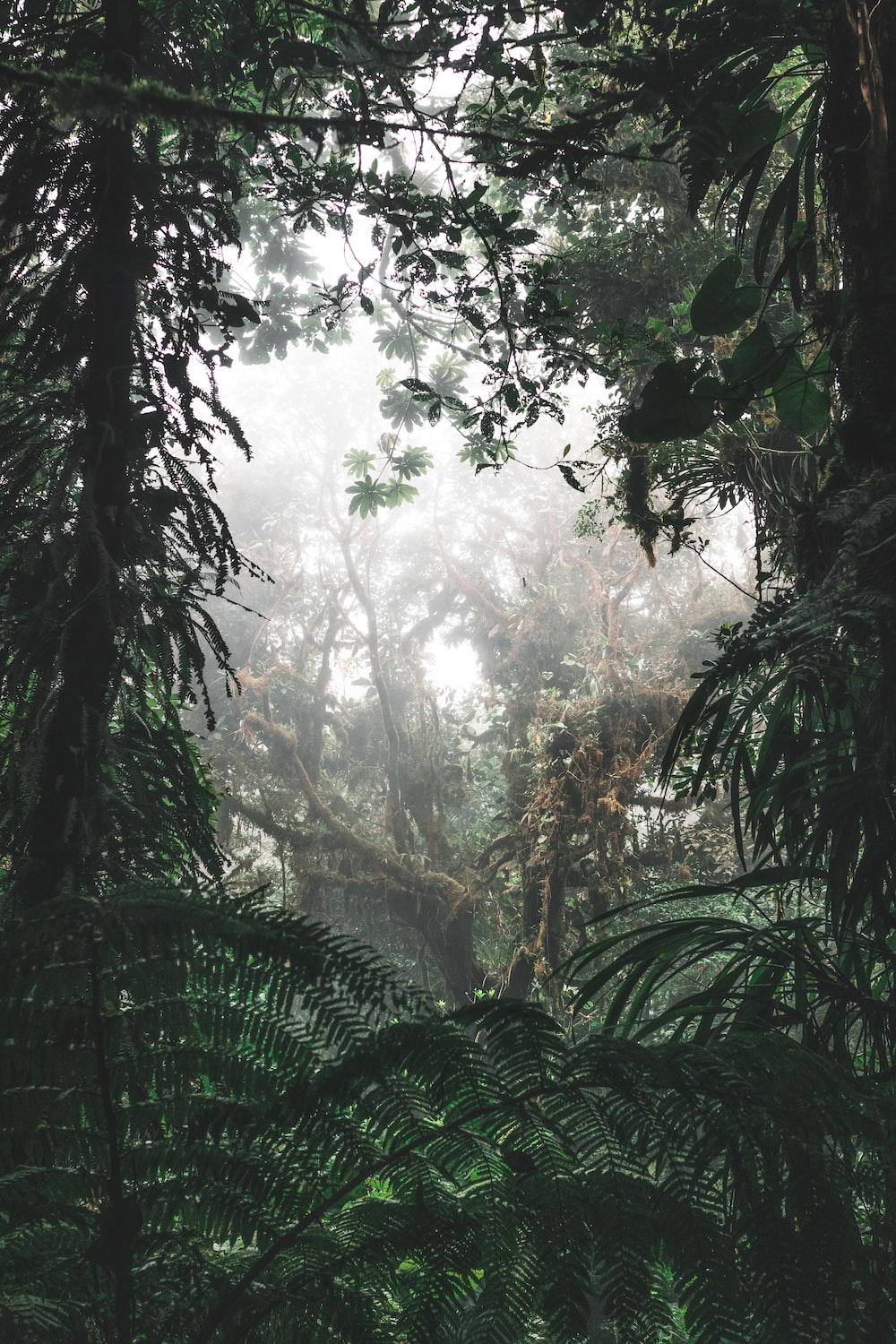 Cloud Forest Picture. Download Free Image