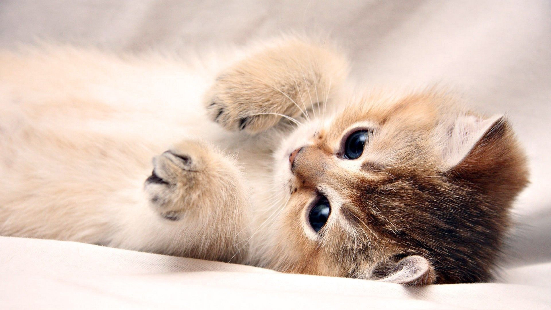 Free Download Cute Kitten Wallpaper for Desktop