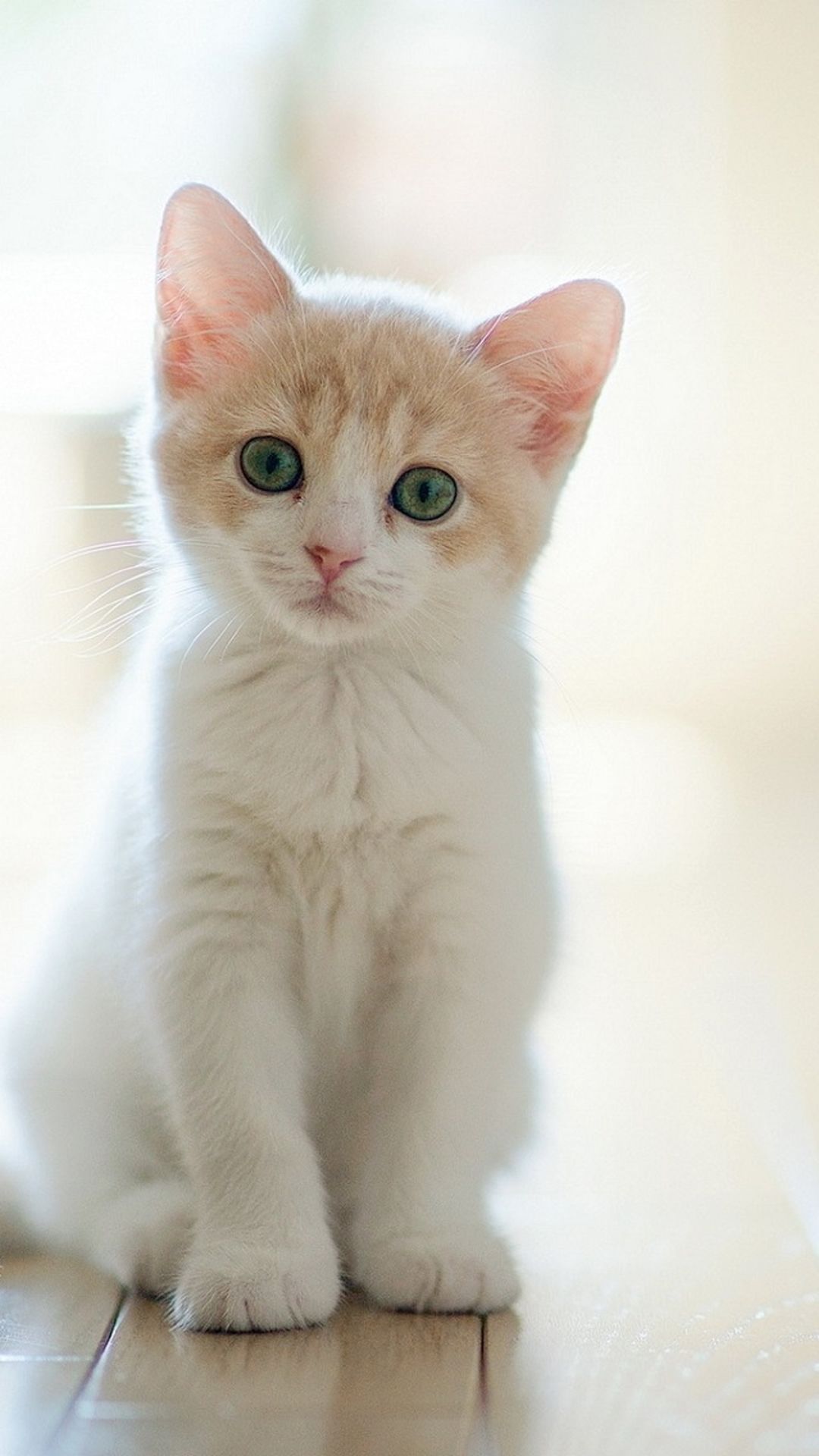 Cute Lovely Staring Kitten Cat iPhone 6 wallpaper. Baby cats, Pretty cats, Cute cat wallpaper