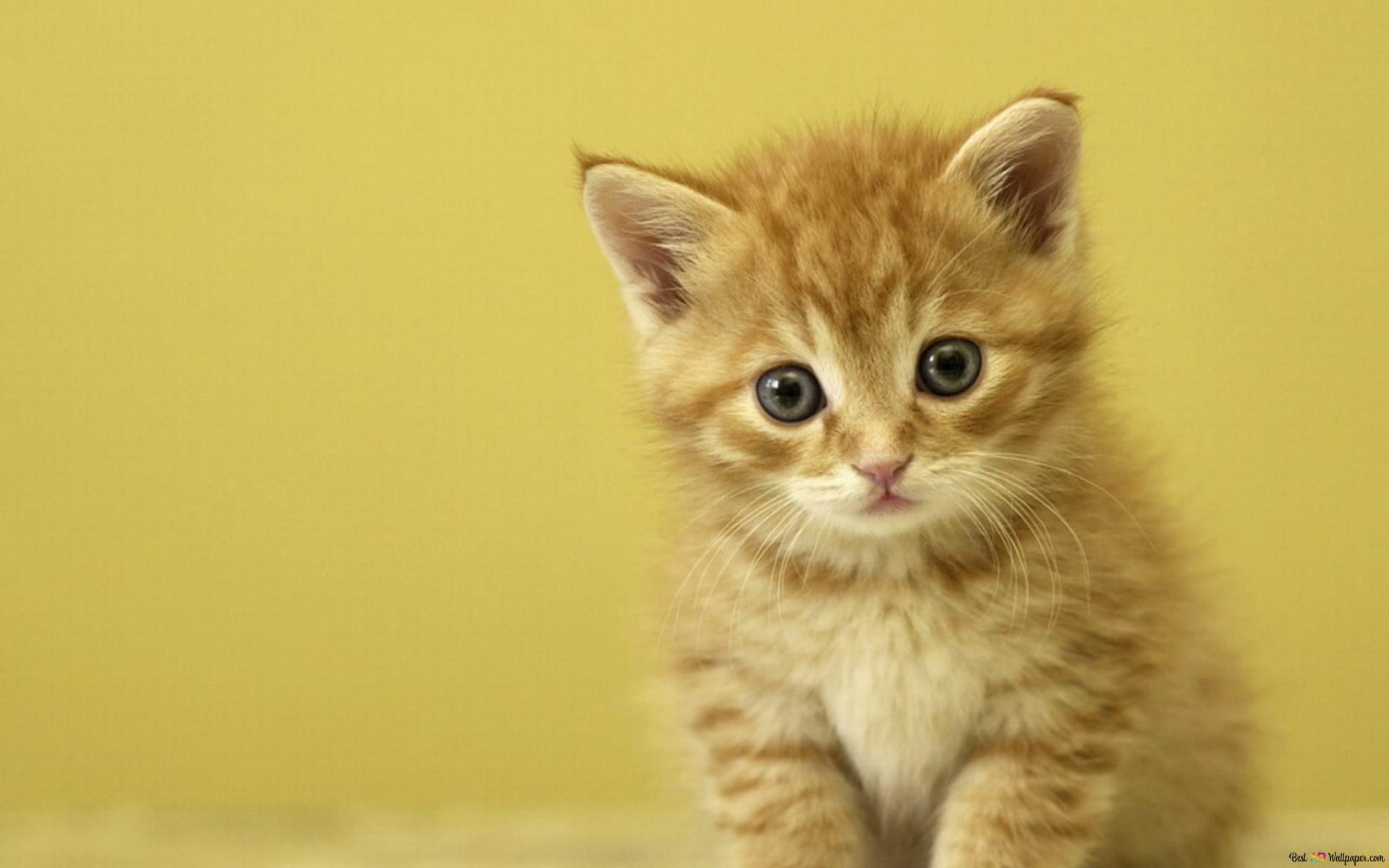 Cute baby kittens HD wallpaper download