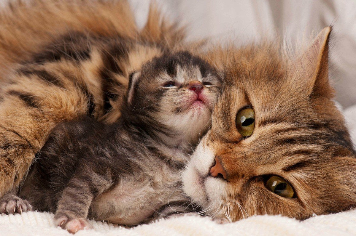 Cats Make Amazing Moms: 10 Ways They Are Amazing