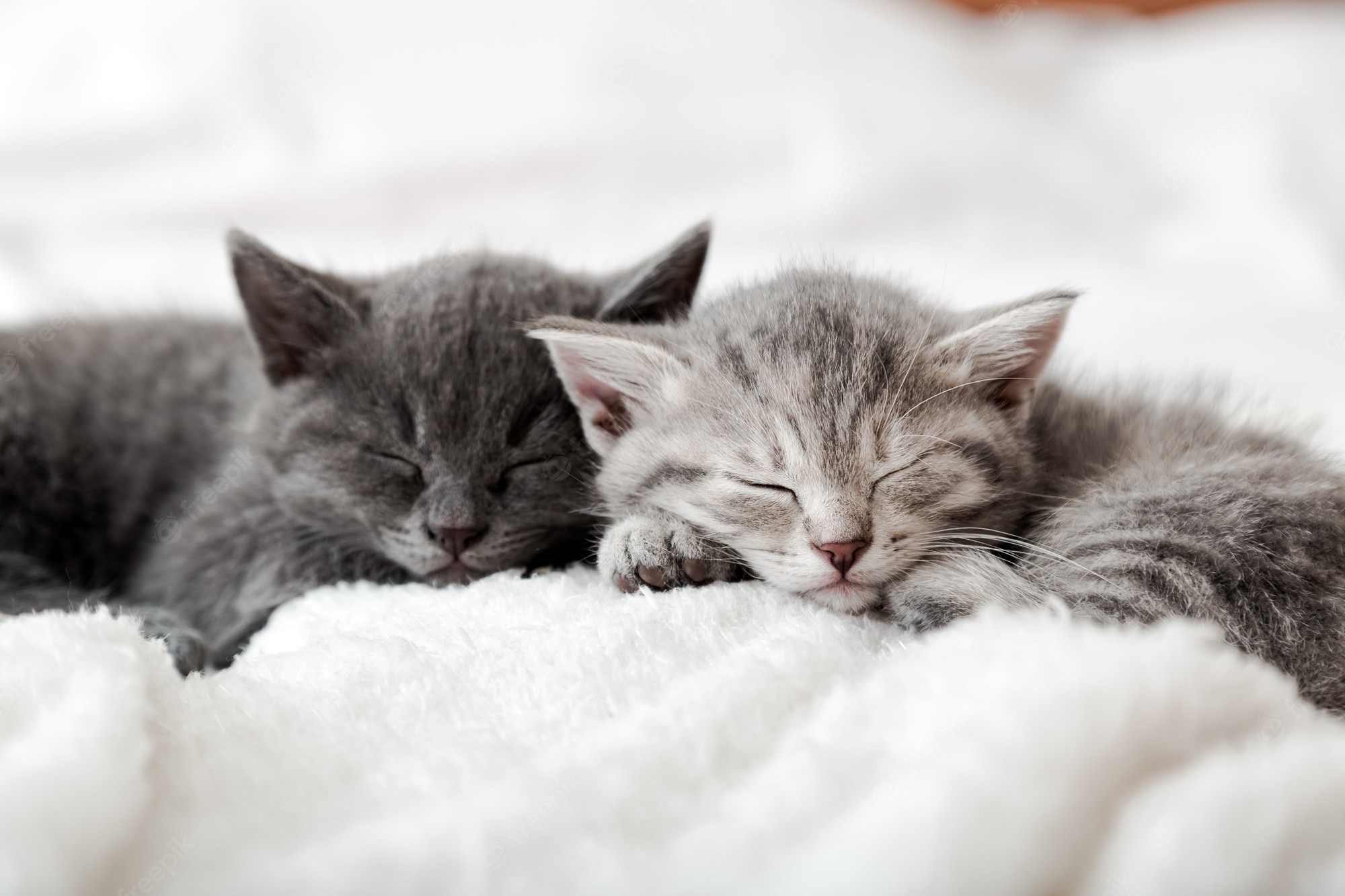 Two kittens Image. Free Vectors, & PSD