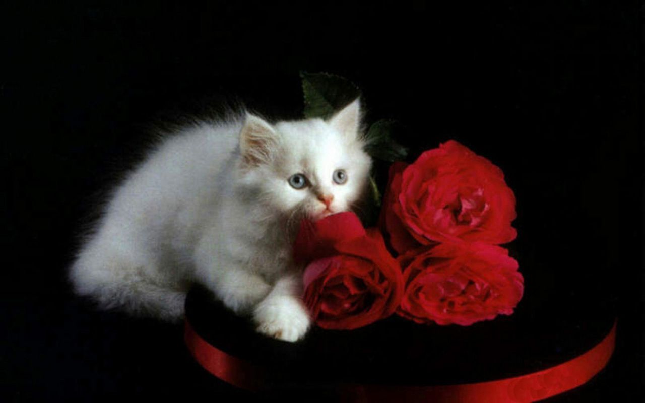 Kittens Wallpaper: White Kitten and Red Roses. White cats, White kittens, Kitten wallpaper