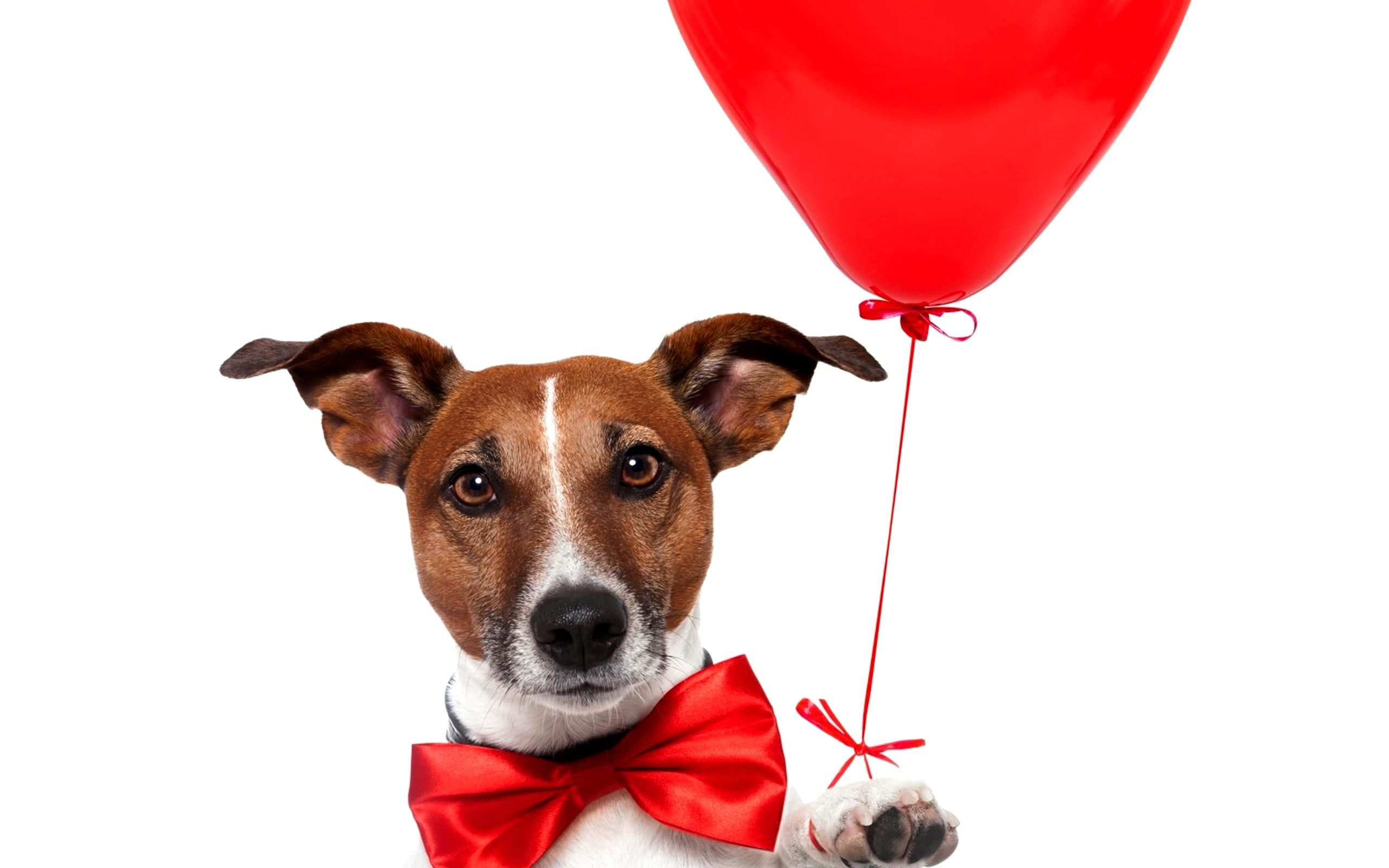Valentine's Day Dog Wallpaper and Background 4K, HD, Dual Screen