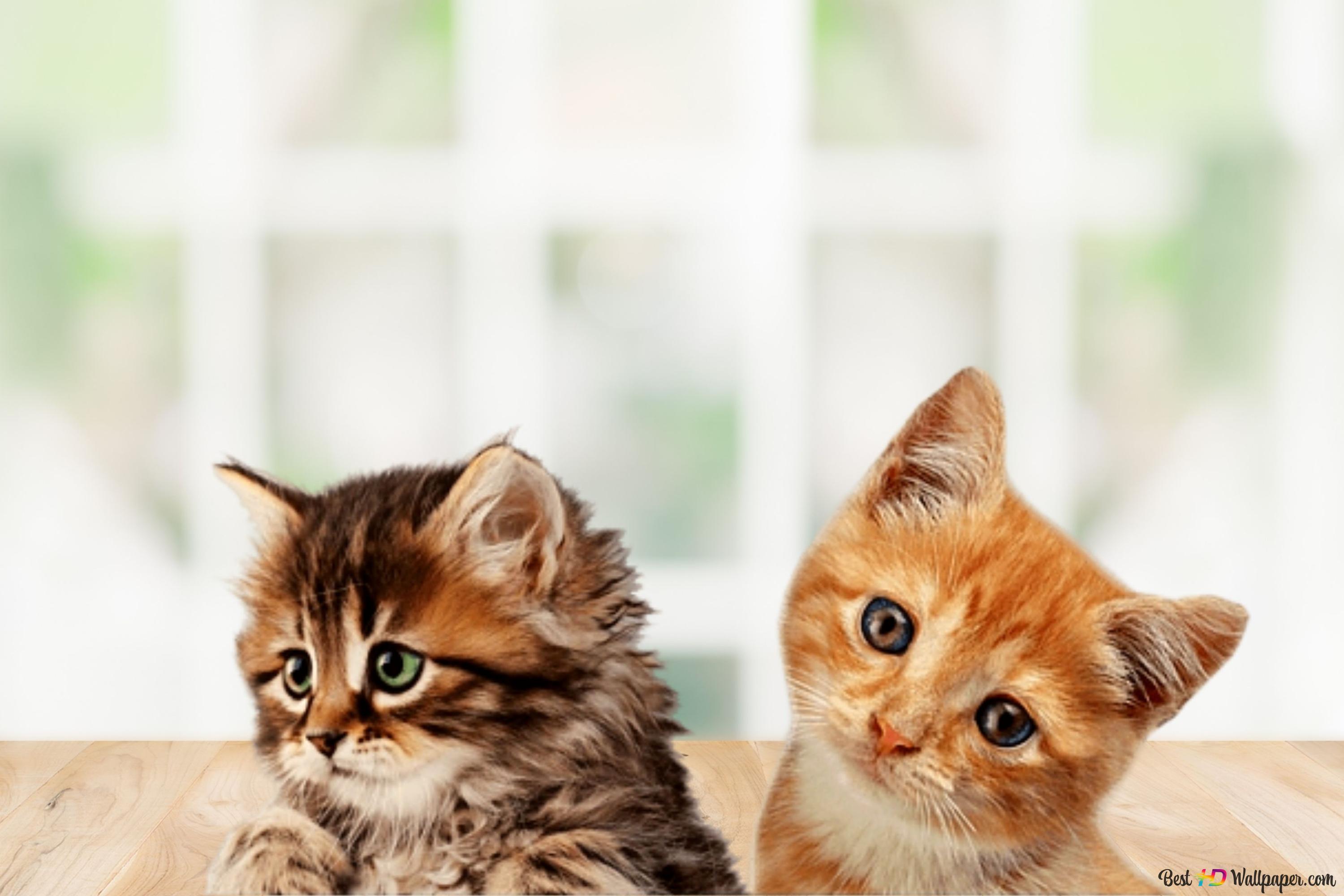 Two Baby Cats in the Table 4K wallpaper download