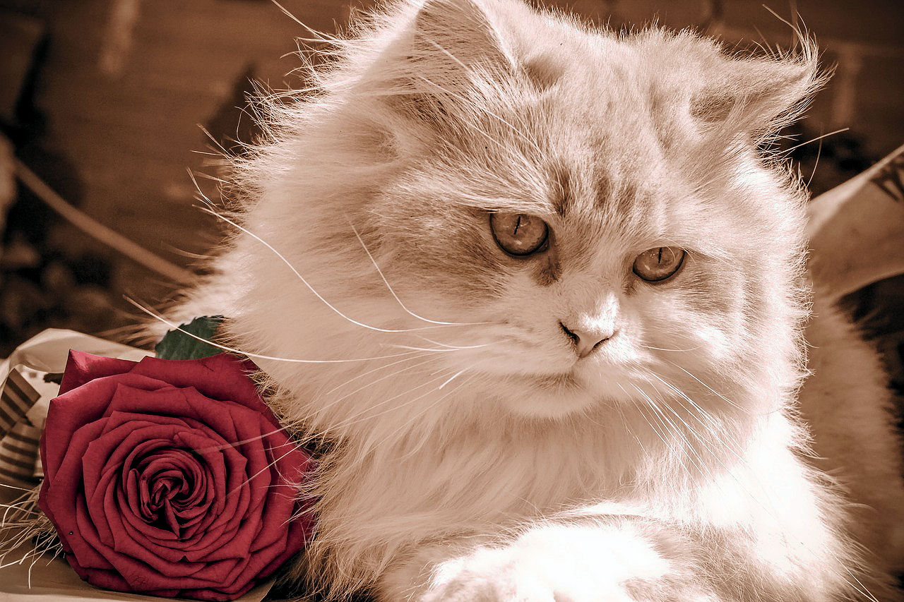 Valentine's Day Gift Guide for Cat Lovers Purrington Post