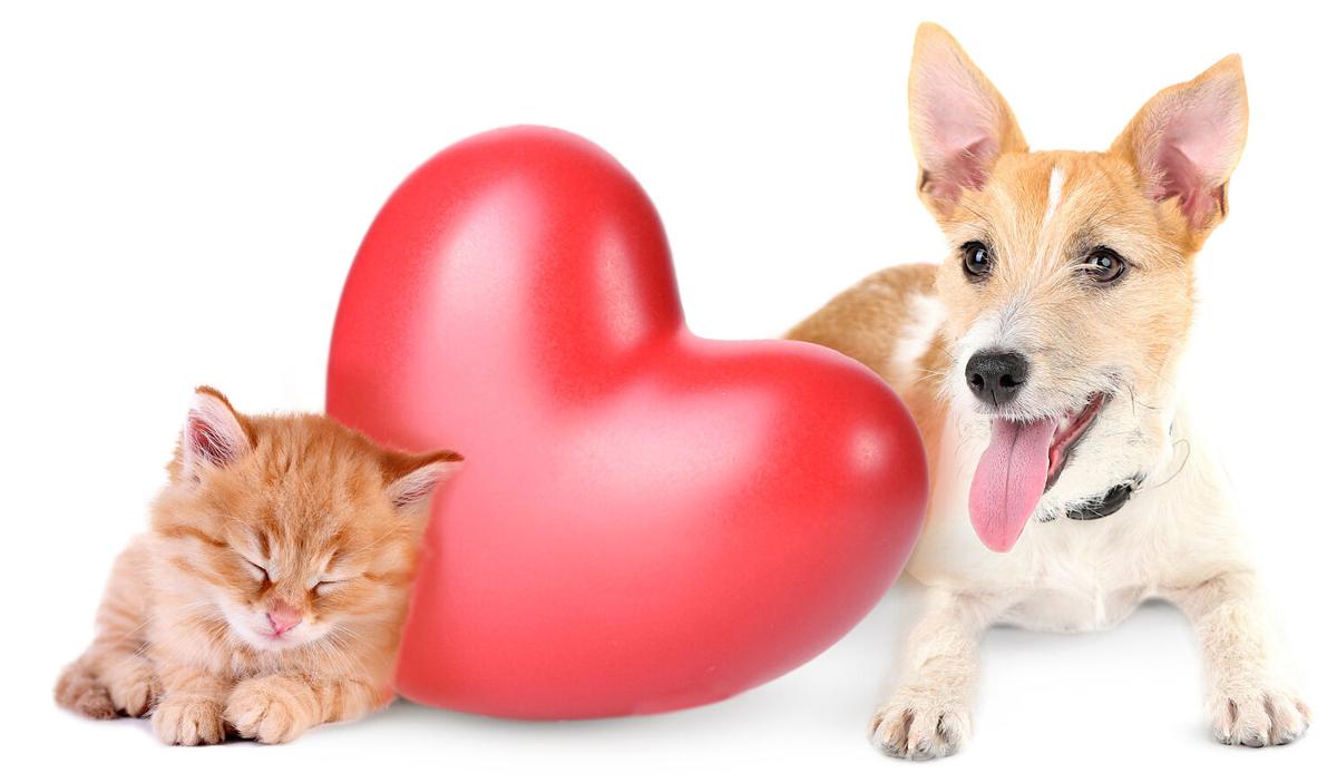 Dating Dealbreakers for Pet Parents