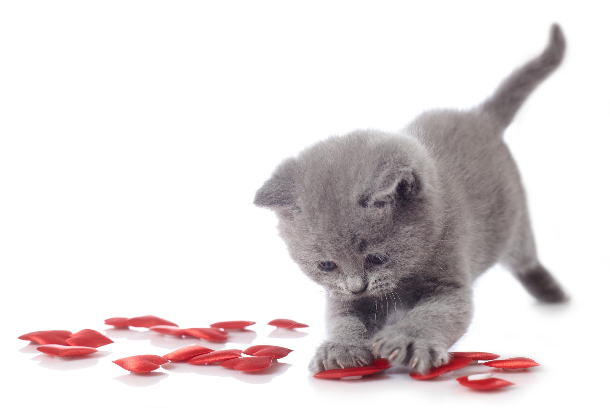 Valentine Cat Wallpaper