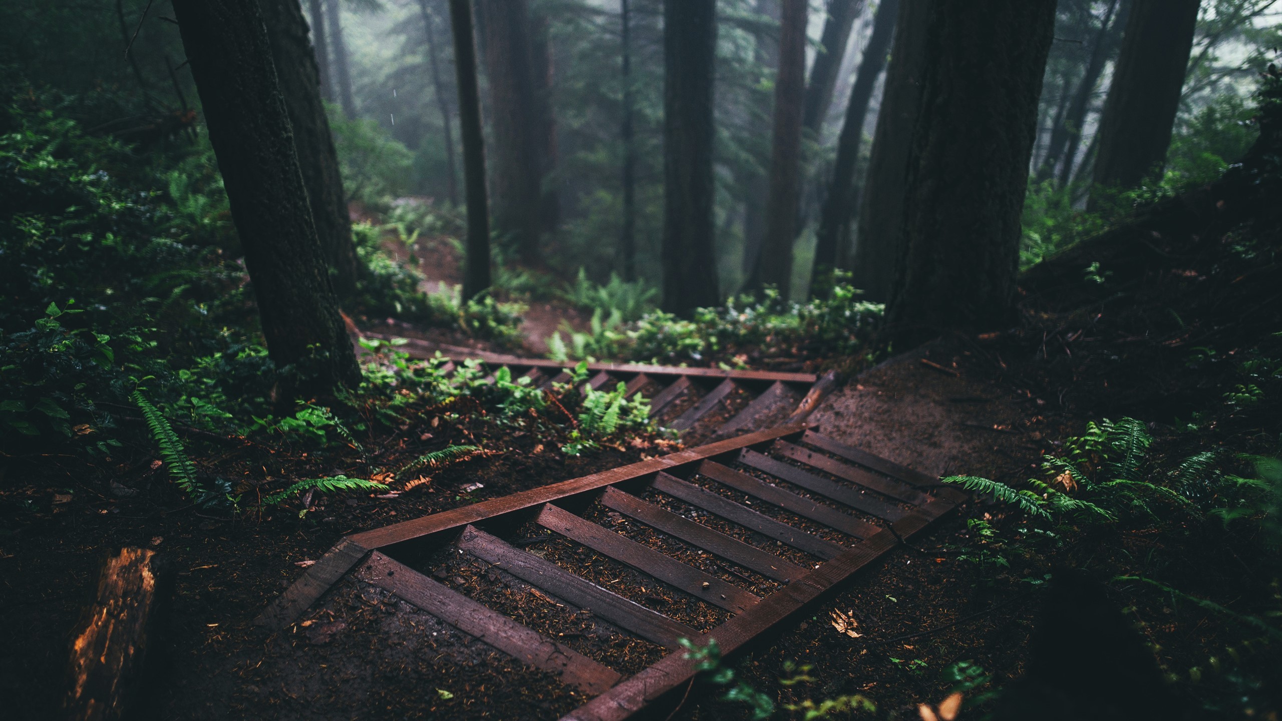 nature, forest, stairs Gallery HD Wallpaper