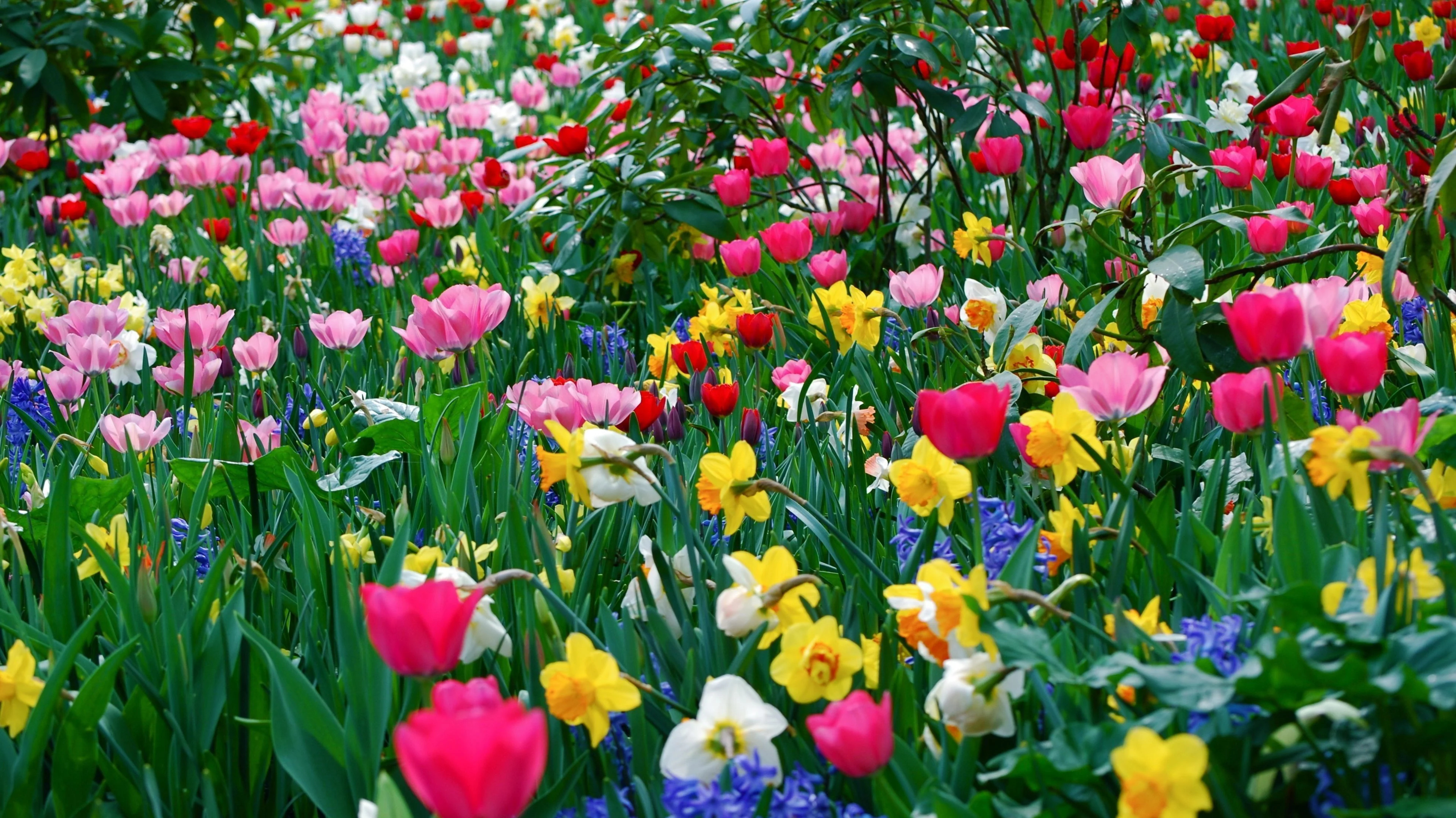 Spring Wallpaper and Background 4K, HD, Dual Screen