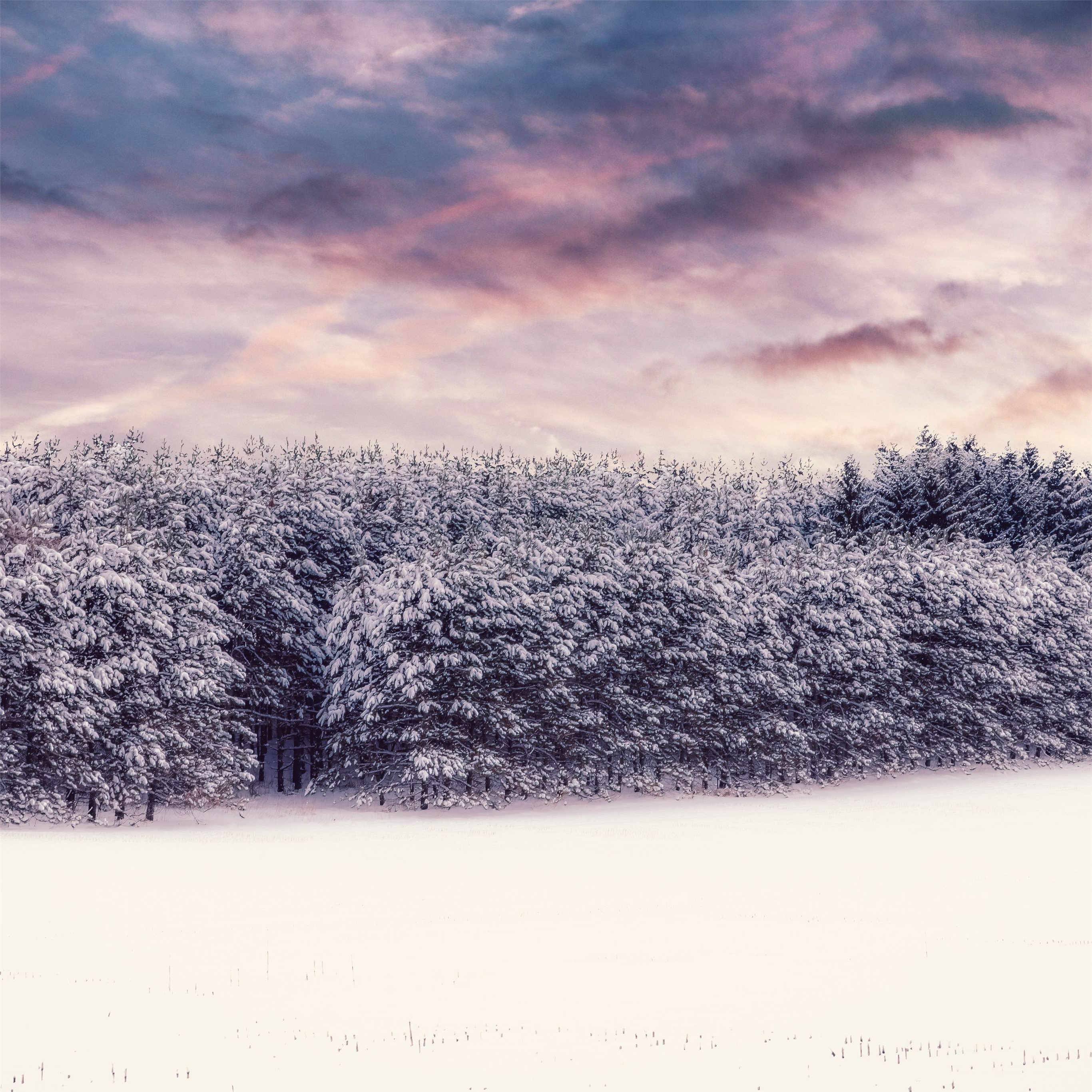 winter nature outdoors 8k iPad Air Wallpaper Free Download