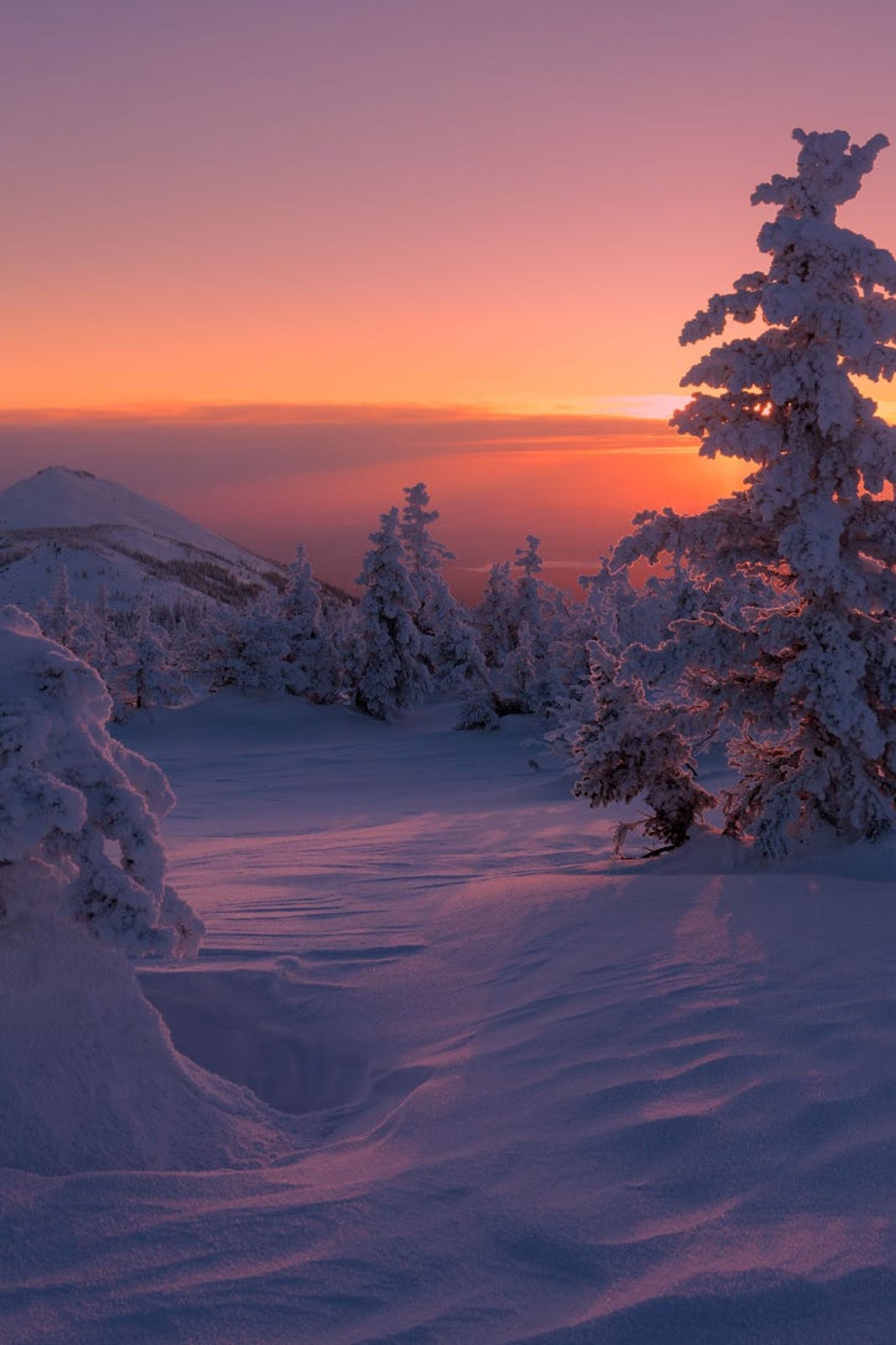 winter forest sunset. Winter sunset, Winter scenery, Winter picture