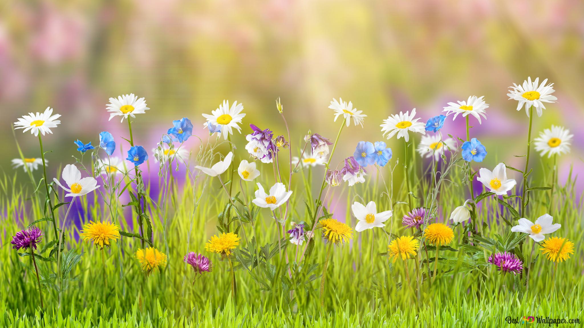 Cute colorful flowers blossoms in spring 4K wallpaper download