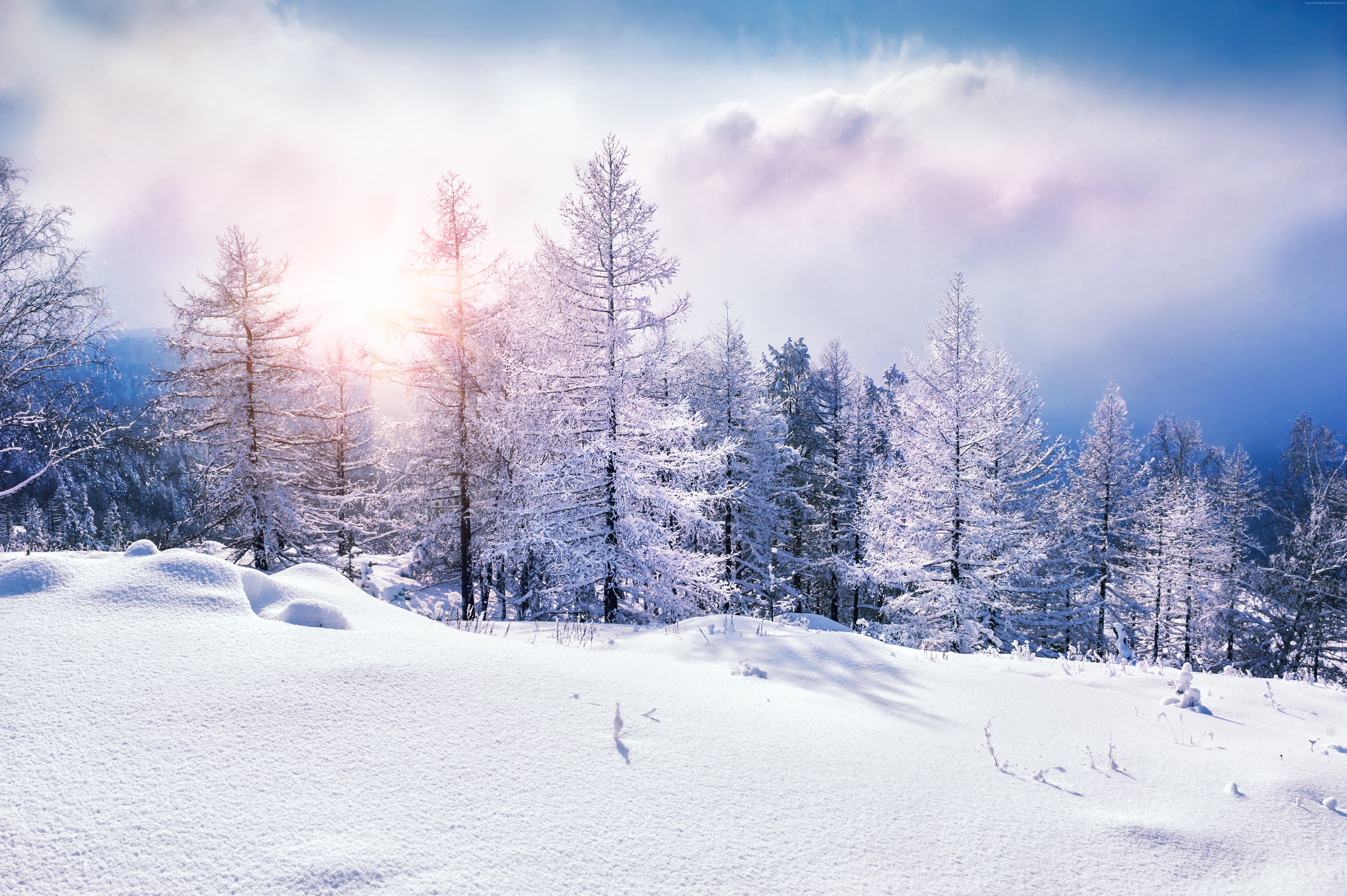 snow, forest, 8k, clouds, winter Gallery HD Wallpaper