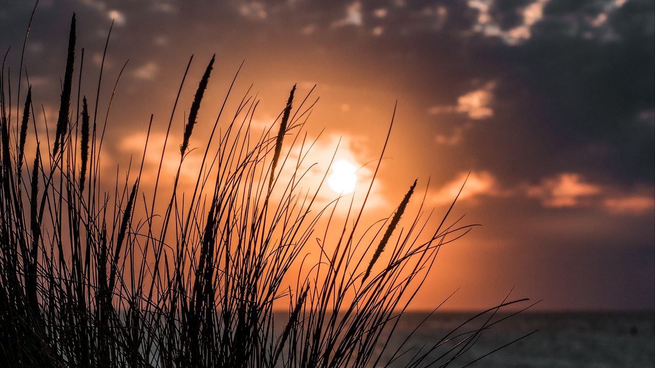 Wallpaper sunset, grass, sea, horizon hd, picture, image