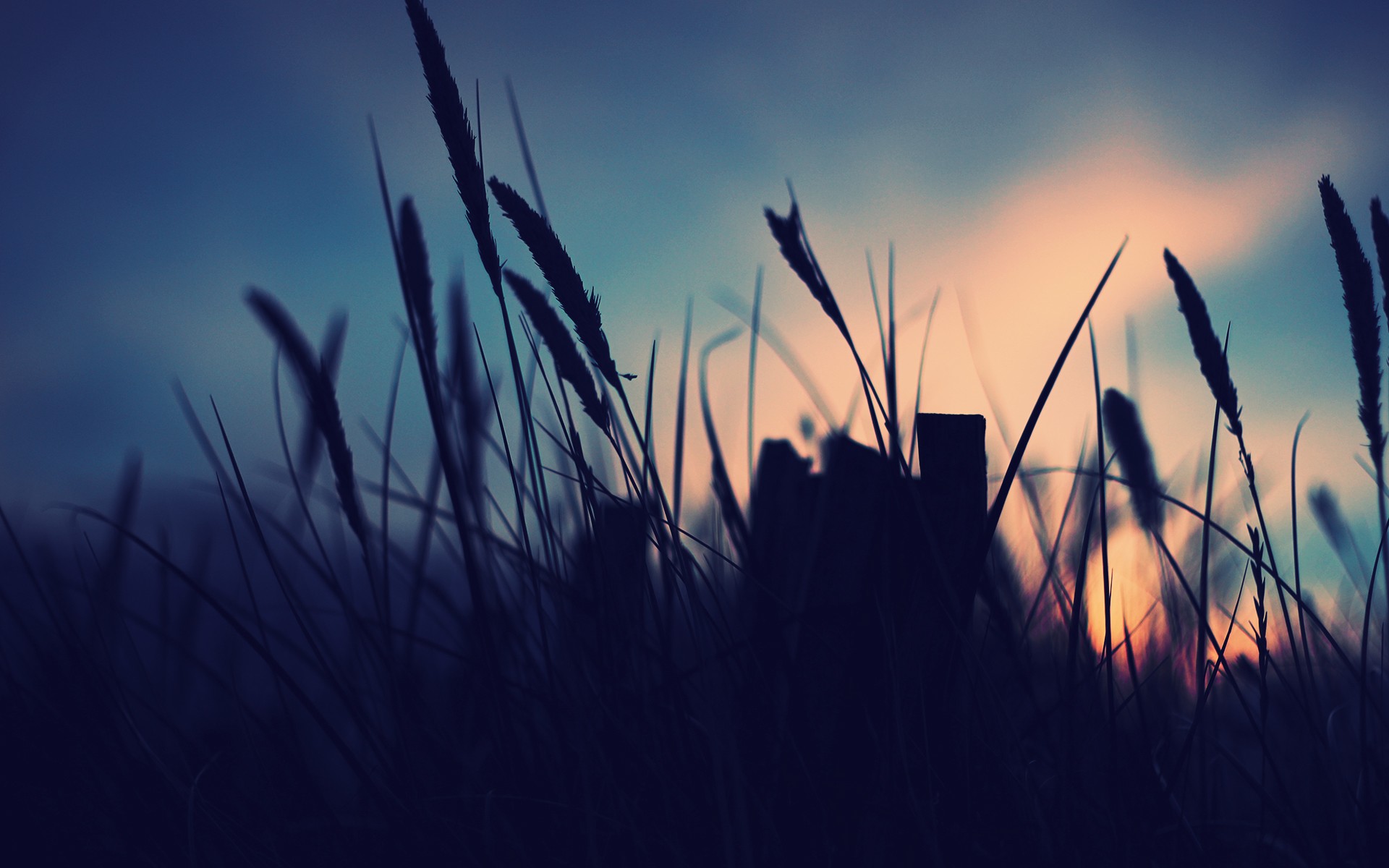 Grass at Sunset wallpaper. Grass at Sunset