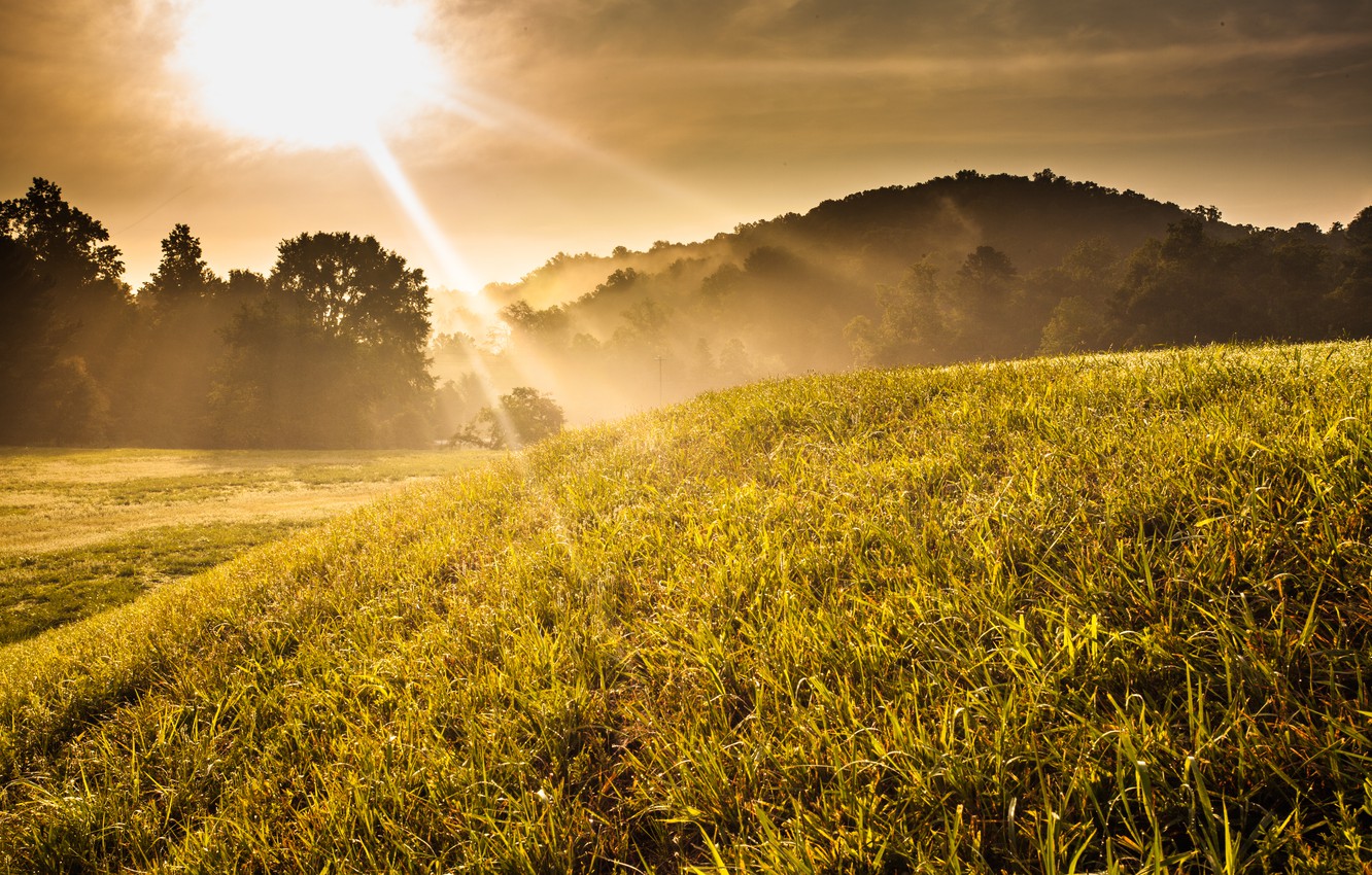 Wallpaper grass, trees, sunset, fog, sunrise, hill, Sunny image for desktop, section пейзажи