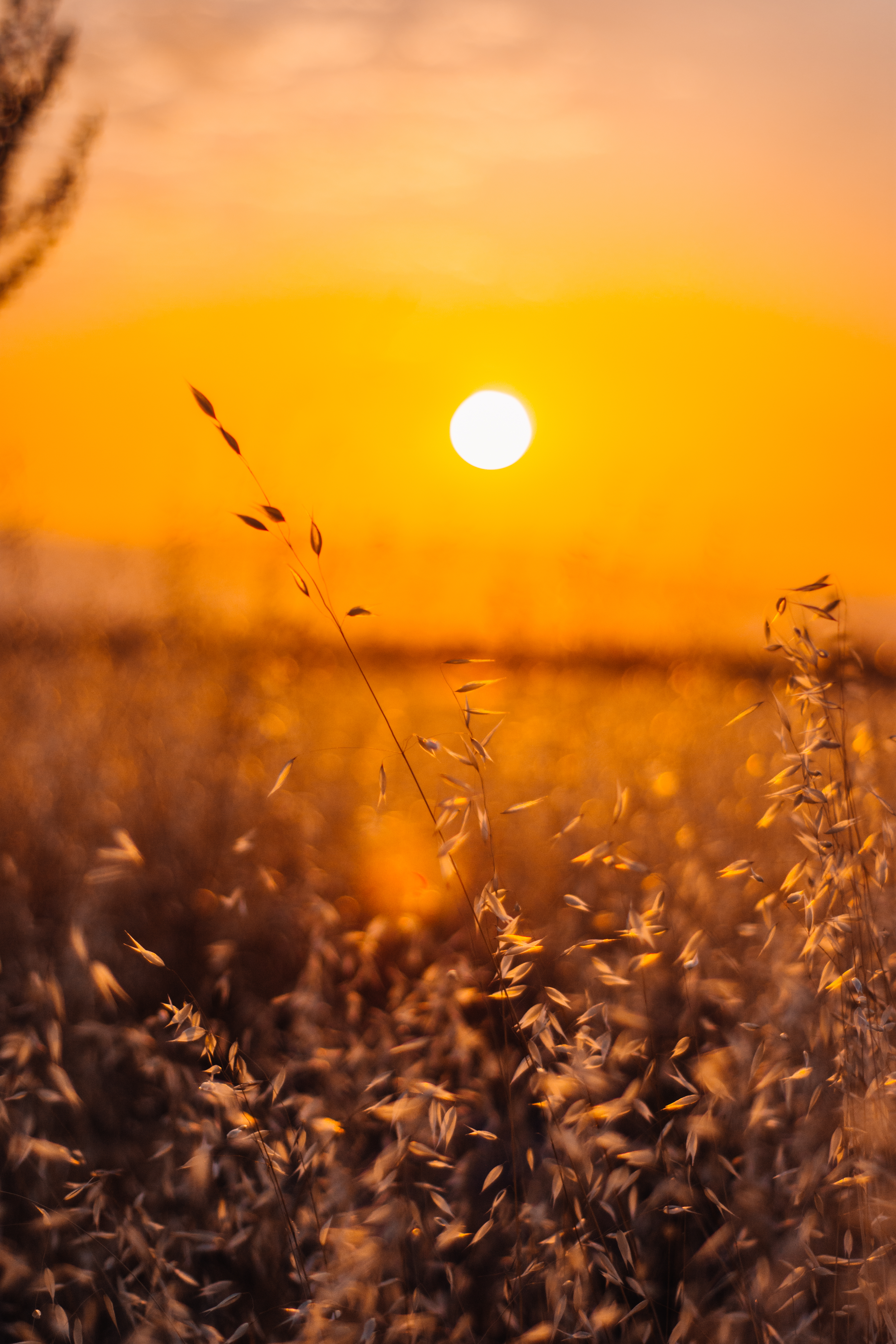 Brown Grass Field during Sunset · Free